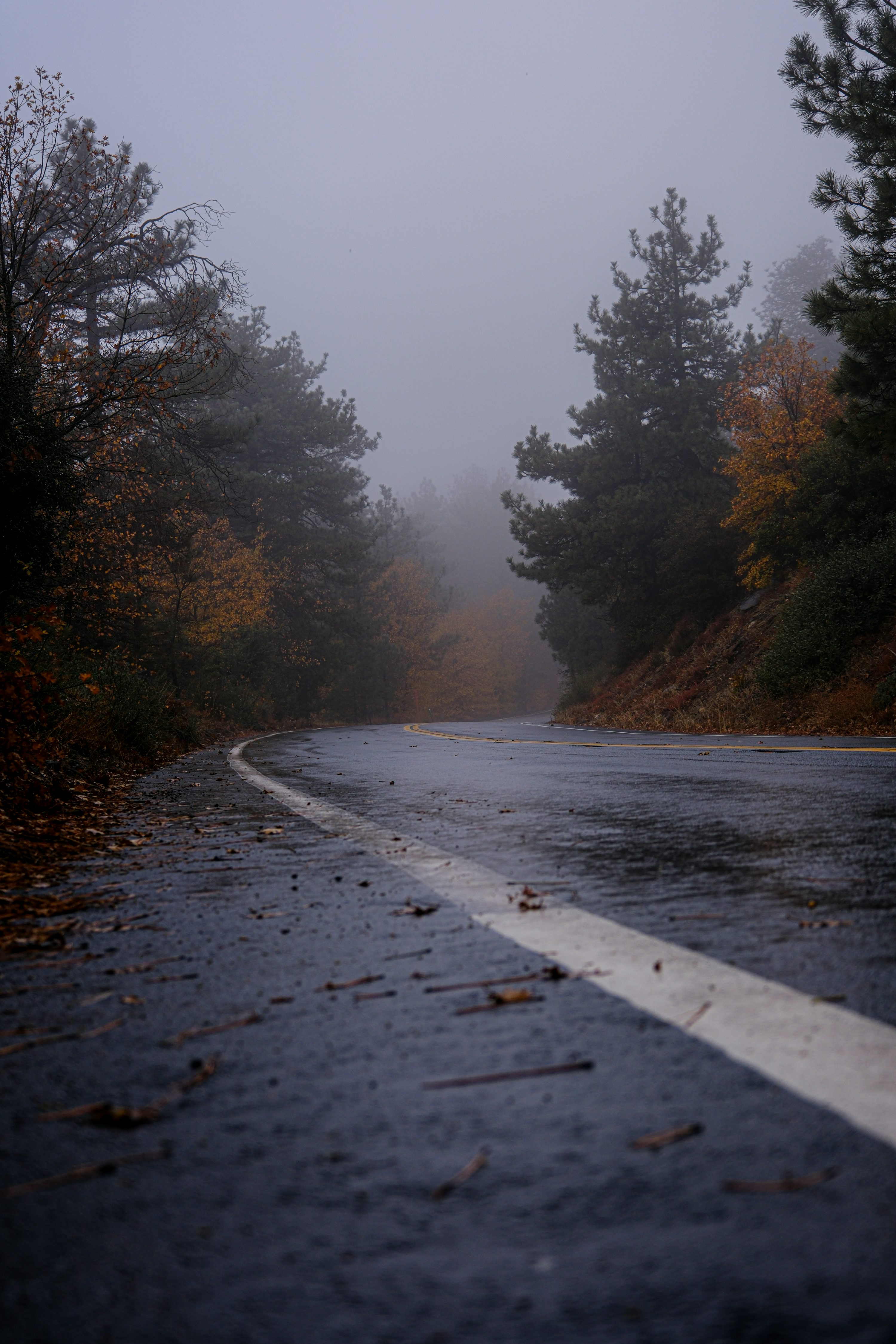 A wet road in the middle of a forest photo