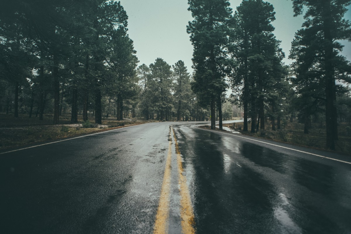 Free Image, tree, nature, forest, snow, winter, mist, sunlight, morning, highway, wet, asphalt, curve, bend, weather, lane, season, road trip, infrastructure, road surface, atmospheric phenomenon 5472x3648