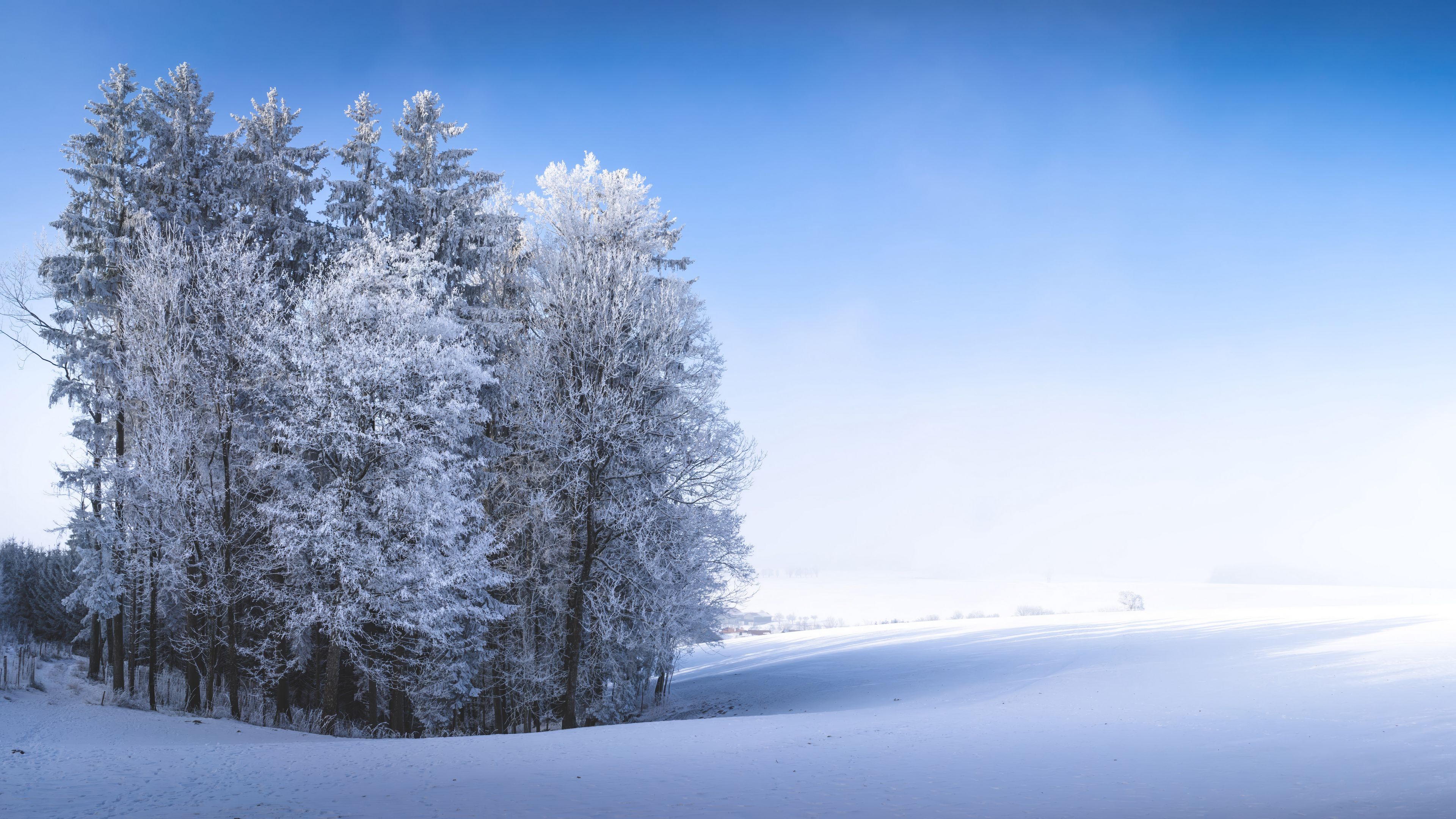 Download wallpaper 3840x2160 winter, forest, field, snow, nature 4k uhd 16:9 HD background