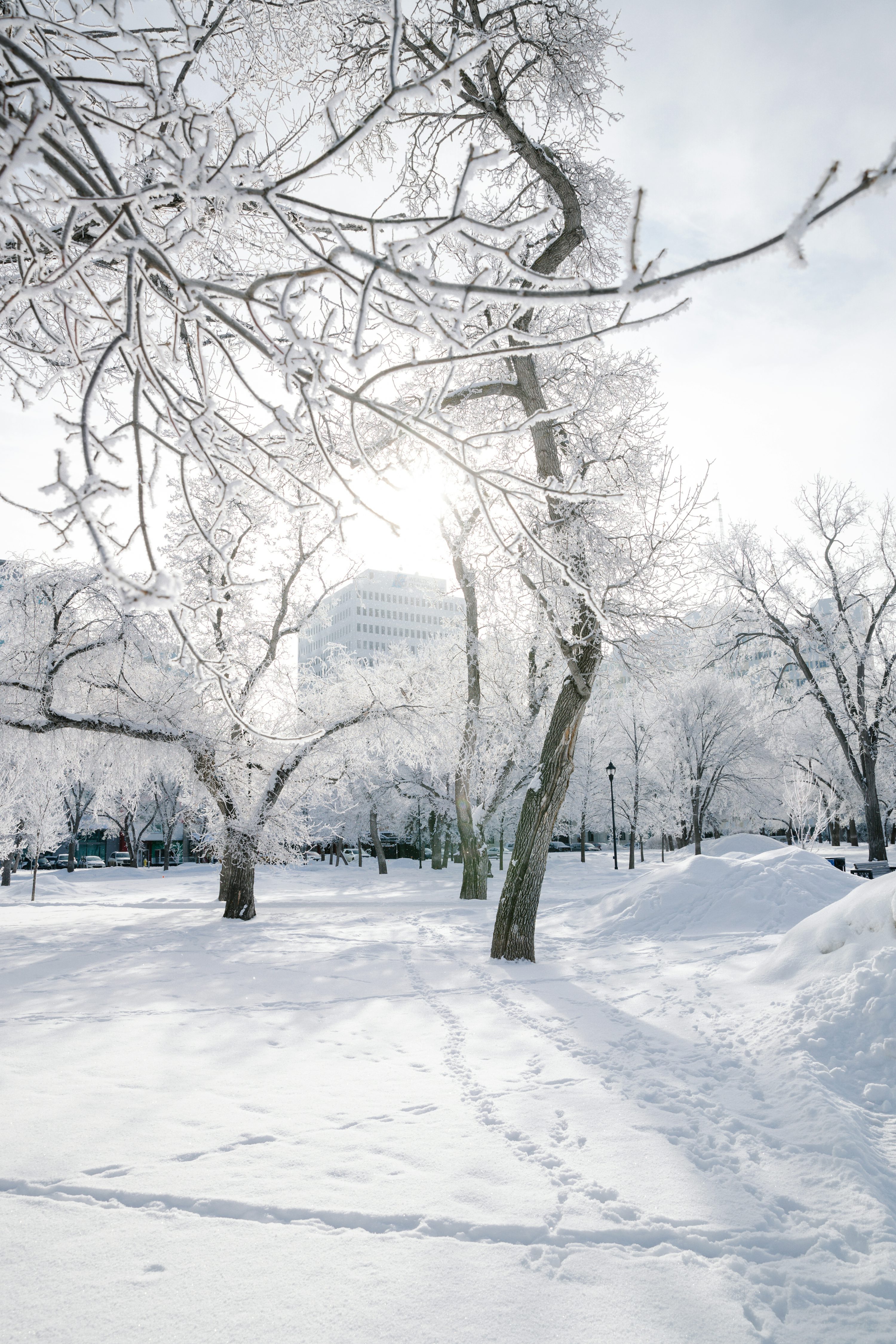 Frosted trees and snow create a beautiful winter scene. photo