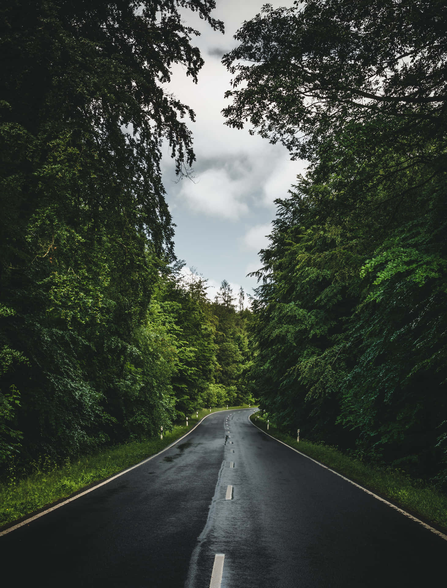 Download A Road In The Forest With Trees On Either Side Wallpaper