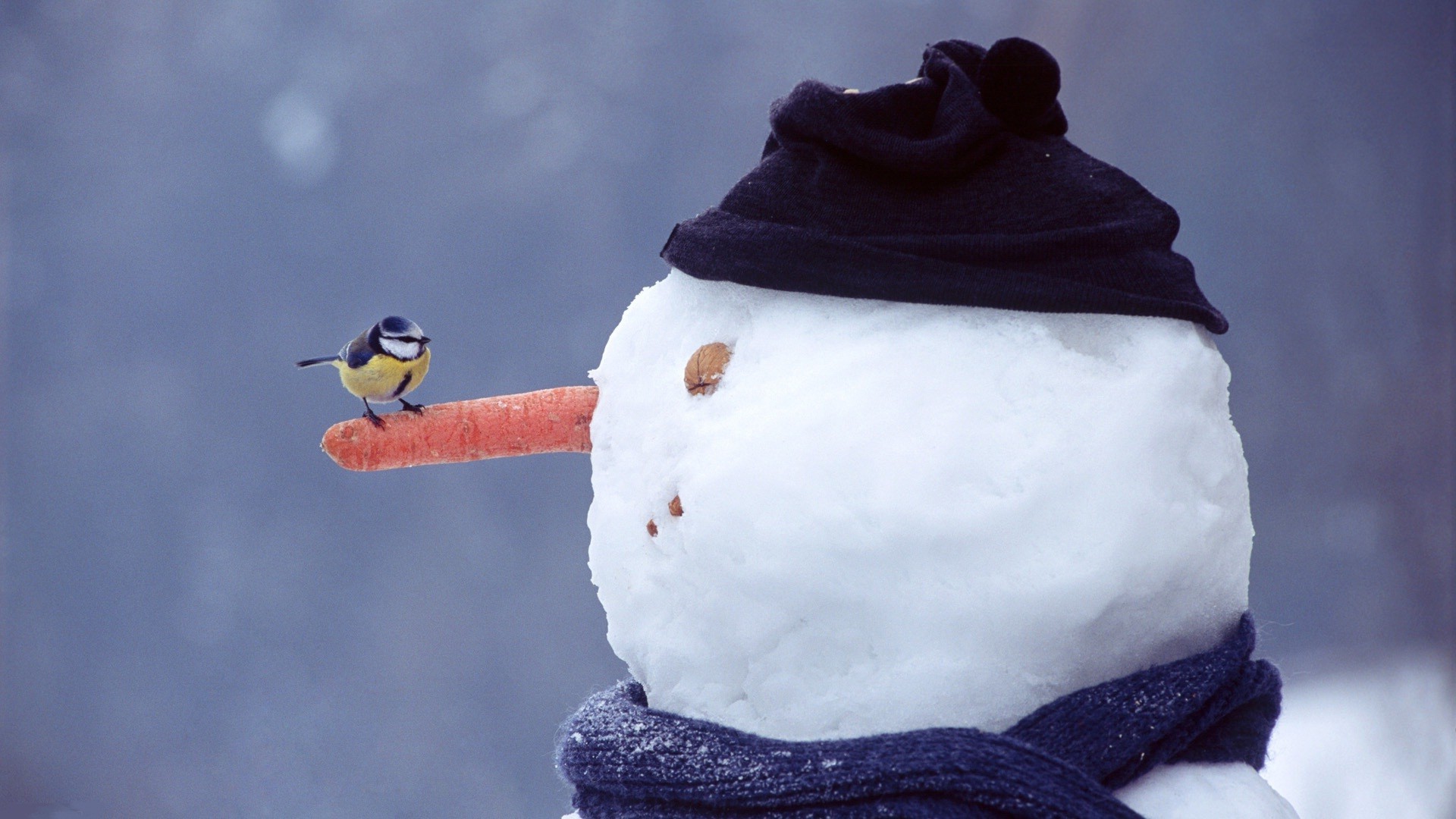 winter, Snow, Snowmen, Birds, Nature, Carrots, Simple Background, Nuts, Titmouse Wallpaper HD / Desktop and Mobile Background