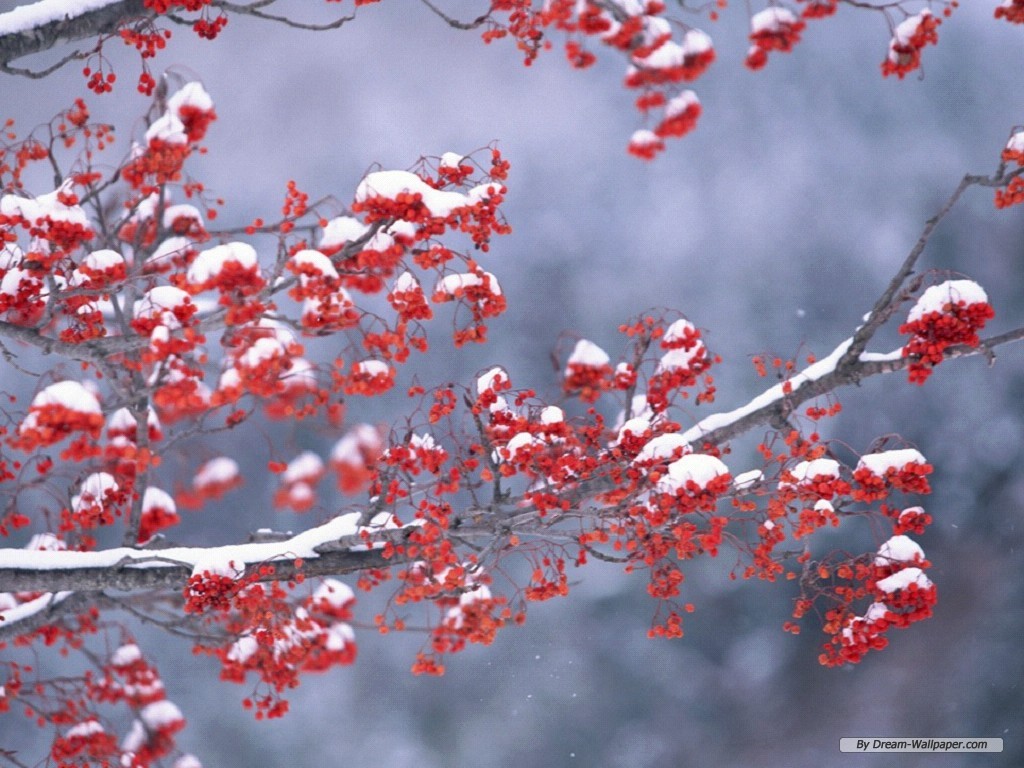 Free Winter Wallpaper Winter Wallpaper Desktop Wallpaper & Background Download