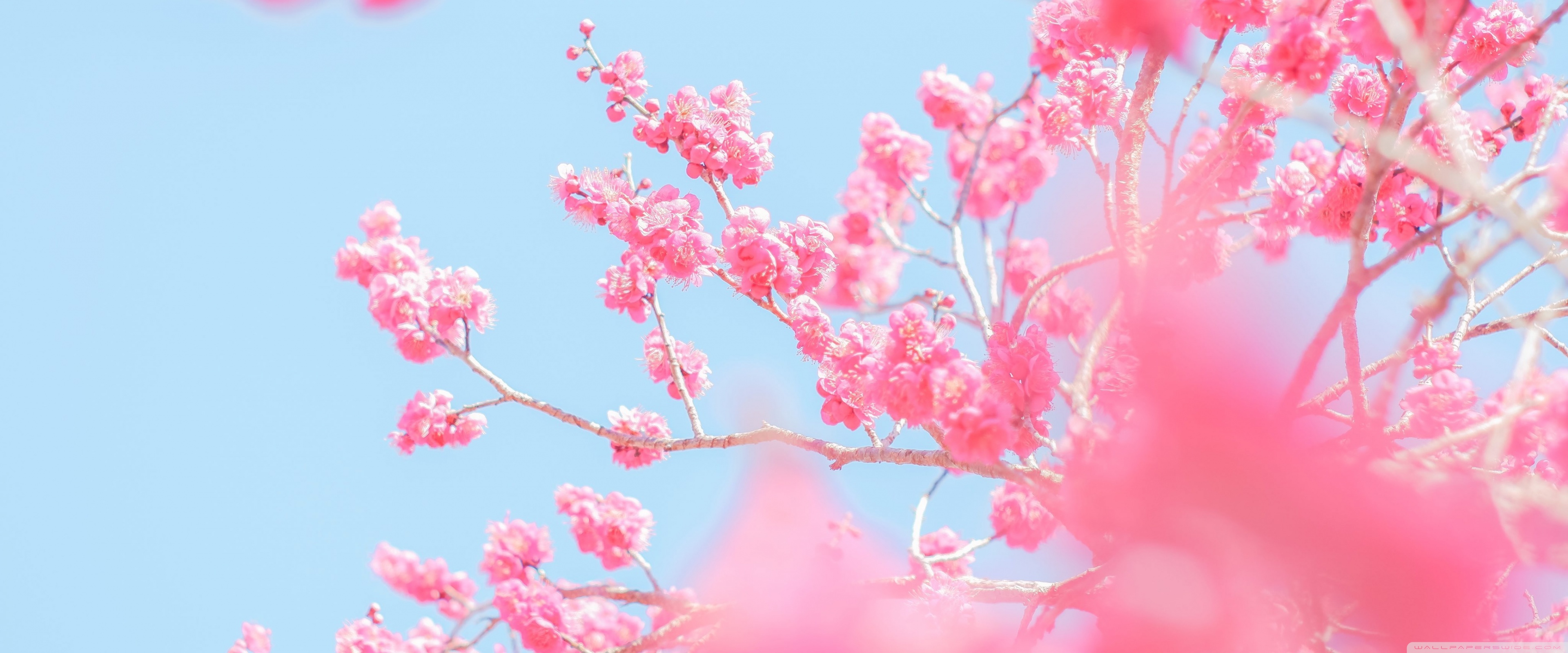 Springtime 4K UHD Wallpaper for UltraHD Desktop and TV, Widescreen and UltraWide Display, Dual and Triple Monitor, Smartphone and Tablet Devices