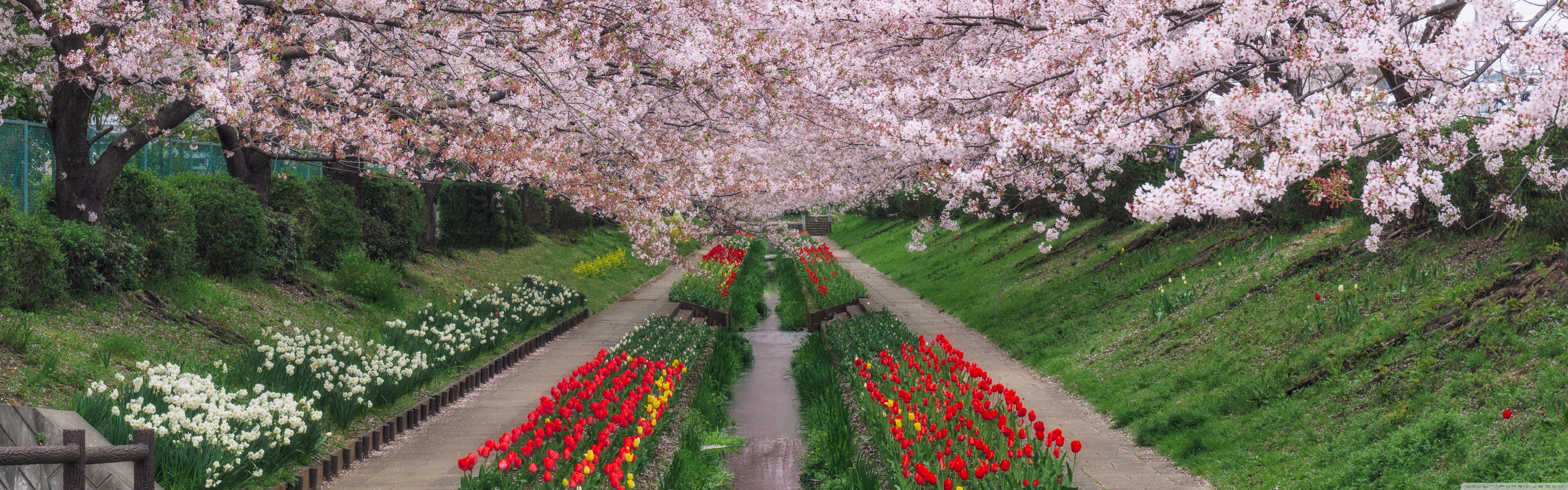 Spring In Japan 4K UHD Wallpaper for UltraHD Desktop and TV, Widescreen and UltraWide Display, Dual Monitor, Smartphone and Tablet Devices