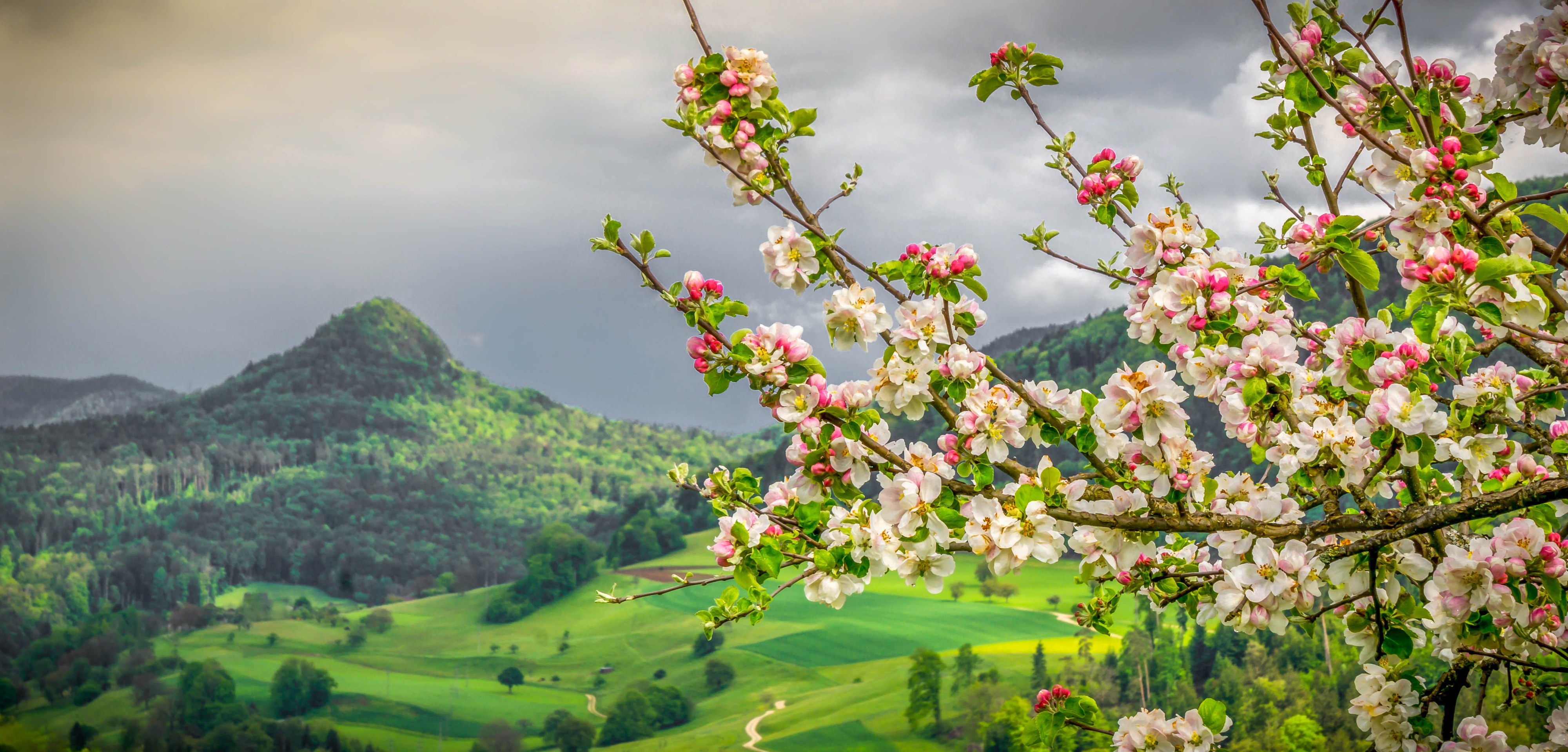 Wallpaper mountains, branches, spring, Switzerland, valley, Apple, flowering, Switzerland for mobile and desktop, section пейзажи, resolution 4000x1919