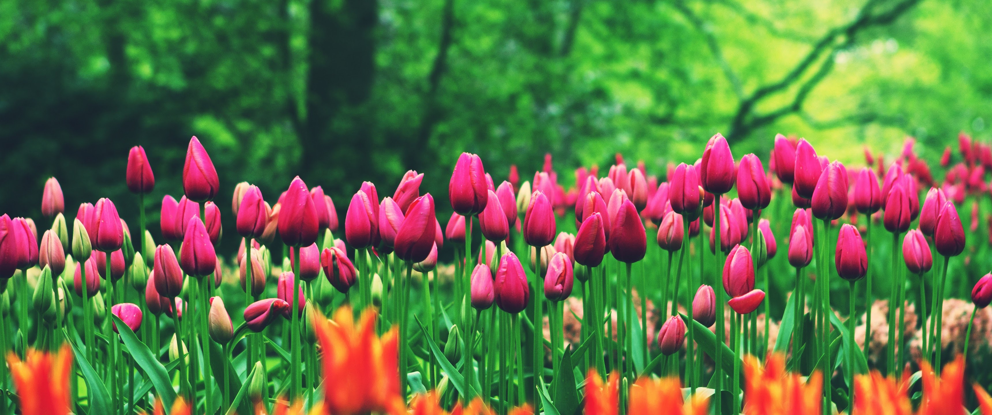 Flower Field Tulips 8K 4K Wallpaper HD