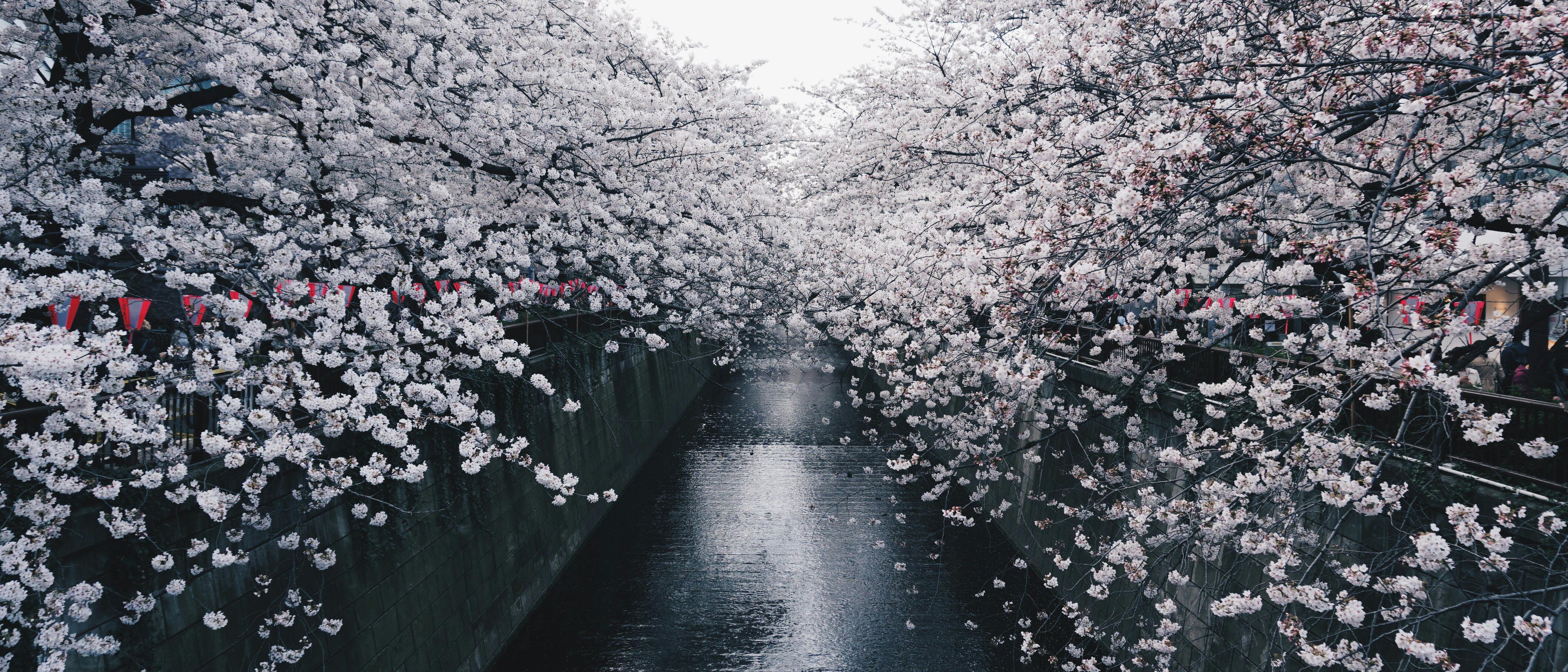 Japanese Ultrawides 21:9 [3440x1440]