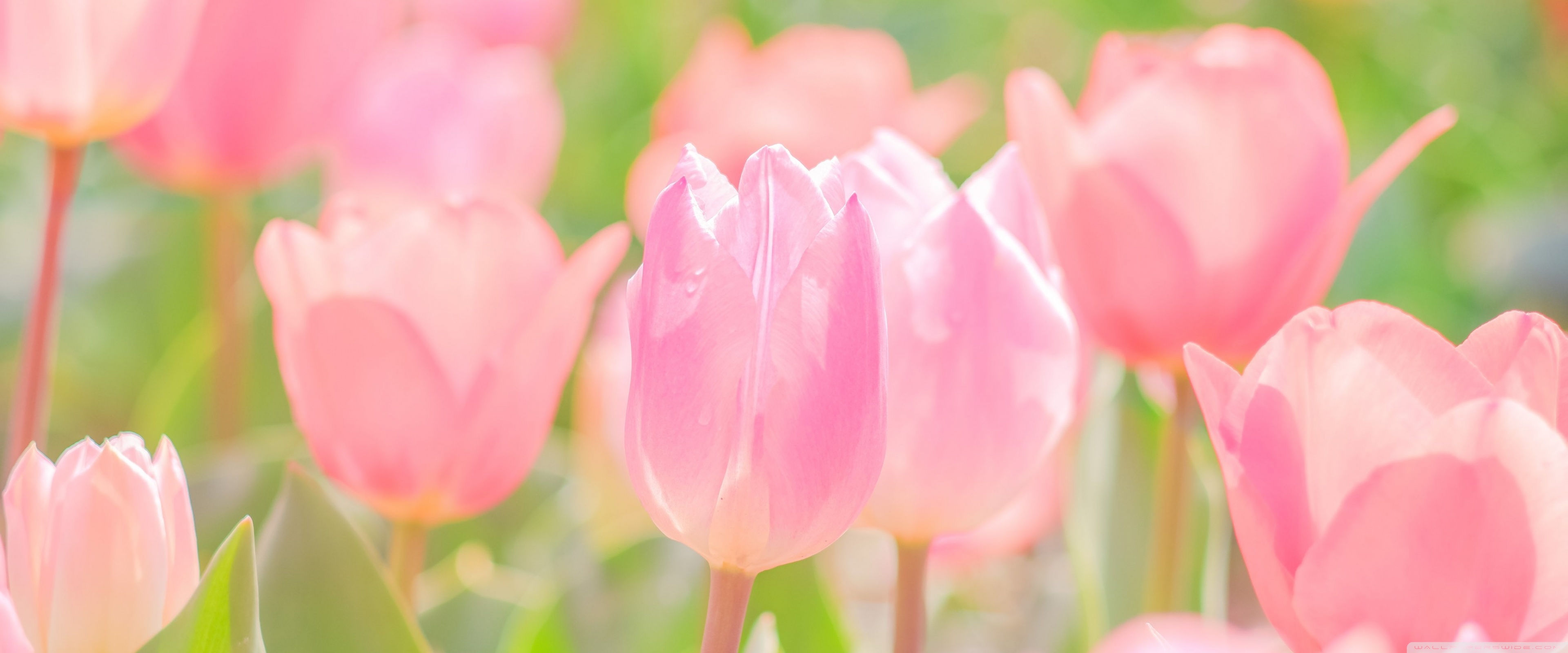 Pink Spring Flowers 4K UHD Wallpaper for UltraHD Desktop and TV, Widescreen and UltraWide Display, Dual Monitor, Smartphone and Tablet Devices
