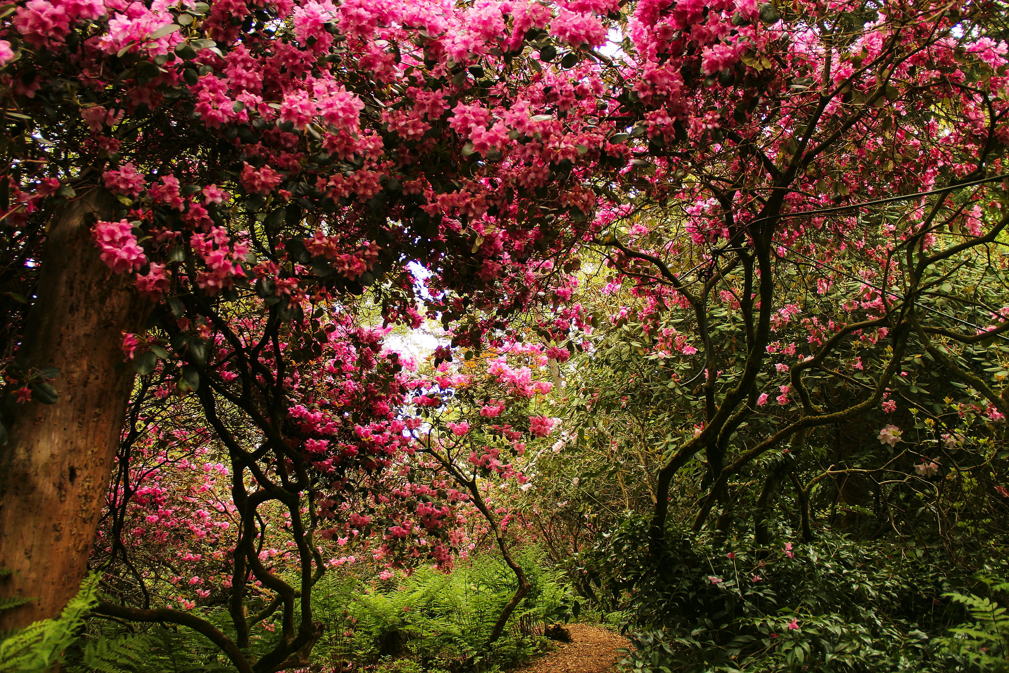 Blooming Pink Blossoms in a Swiss Park Nature Wallpaper