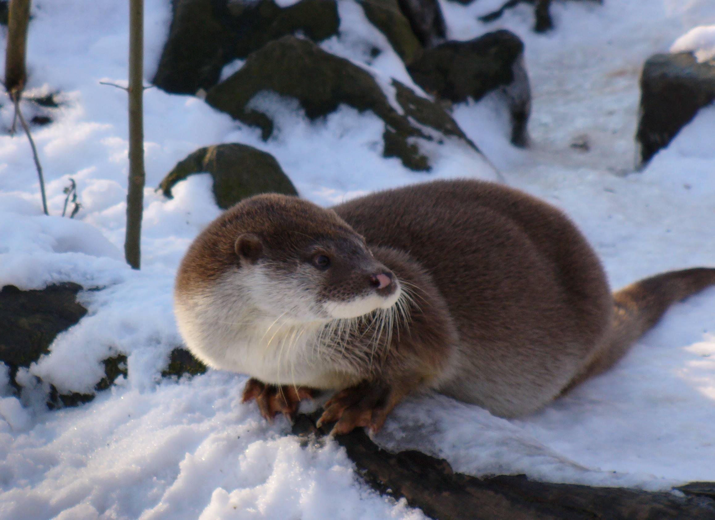 Otter in