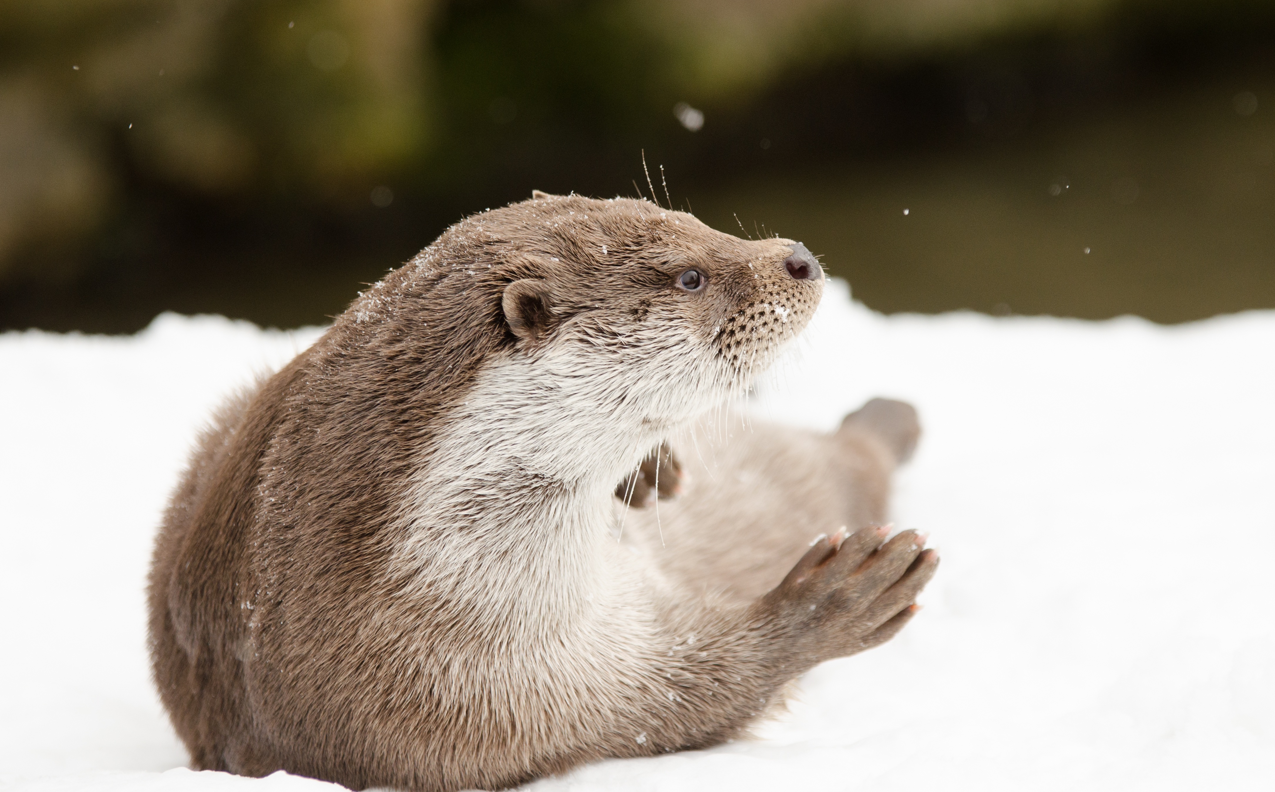 Free Image, snow, cold, winter, wildlife, zoo, fur, relax, mammal, snowy, fauna, whiskers, snout, beaver, mink, sea otter, mustelidae, carnivoran, terrestrial animal 4342x2697