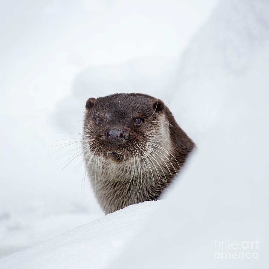 Otter in Winter by Arterra Picture Library
