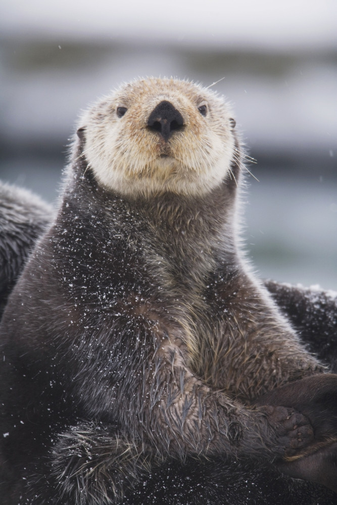Close Up Portrait Of A Sea Otter In Prince William Sound, Southcentral Alaska, Winter PosterPrint # VARDPI2093265