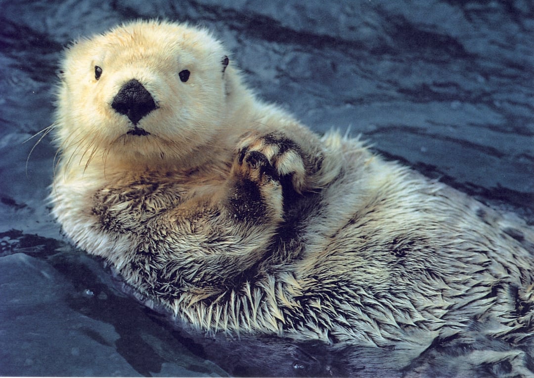 Sea otters have the densest fur of any animal. Their fur contains as many as one million hair follicles per square inch. Unlike most other marine mammals, otters lack a blubber layer