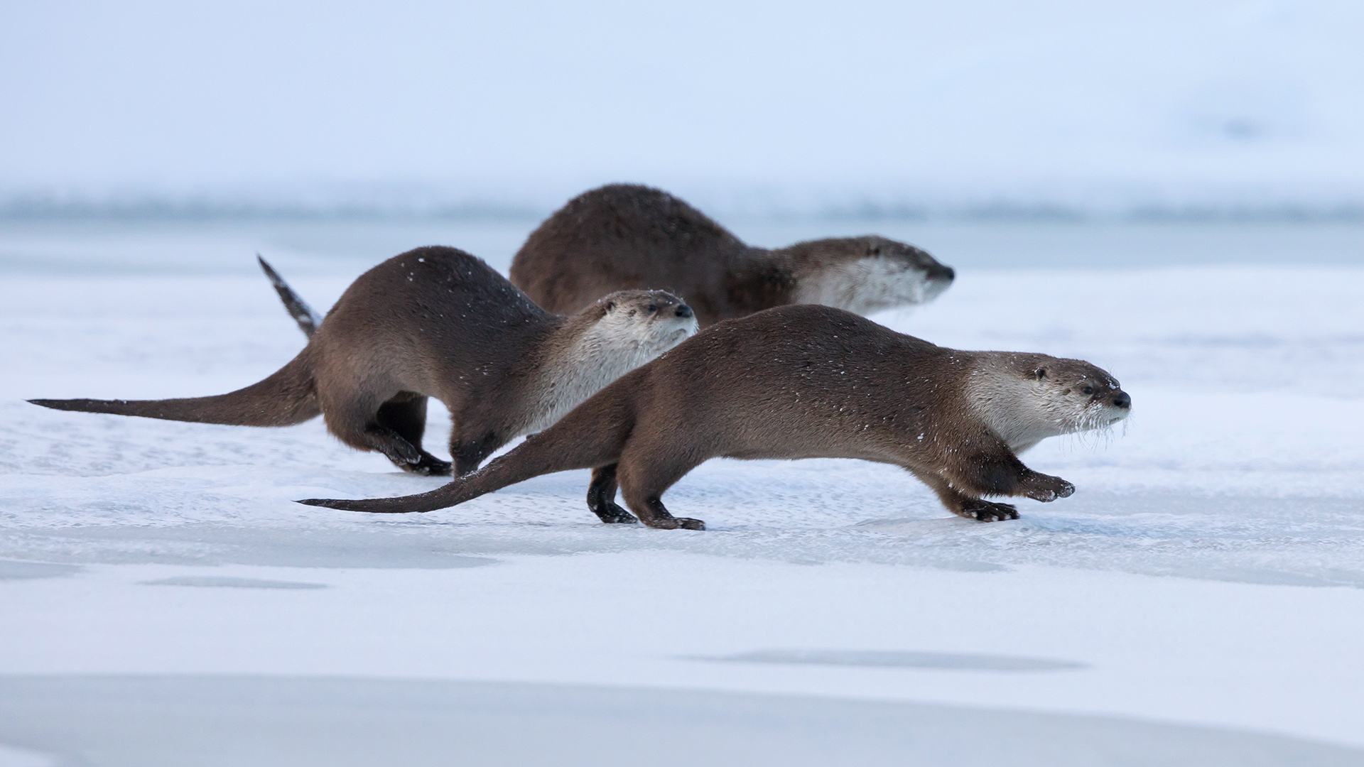 Otter Party in Yellowstone