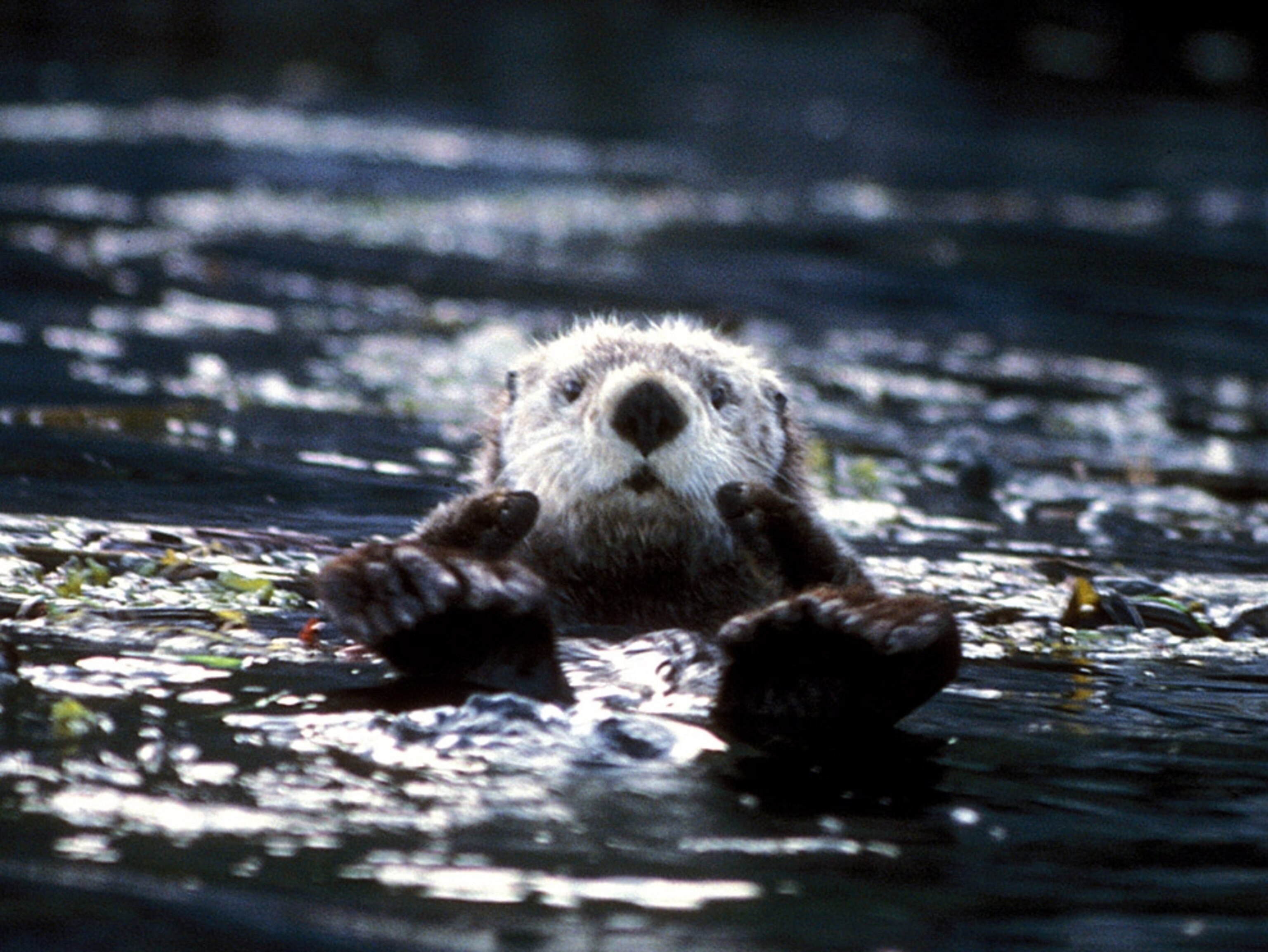 Otter Picture Wallpaper
