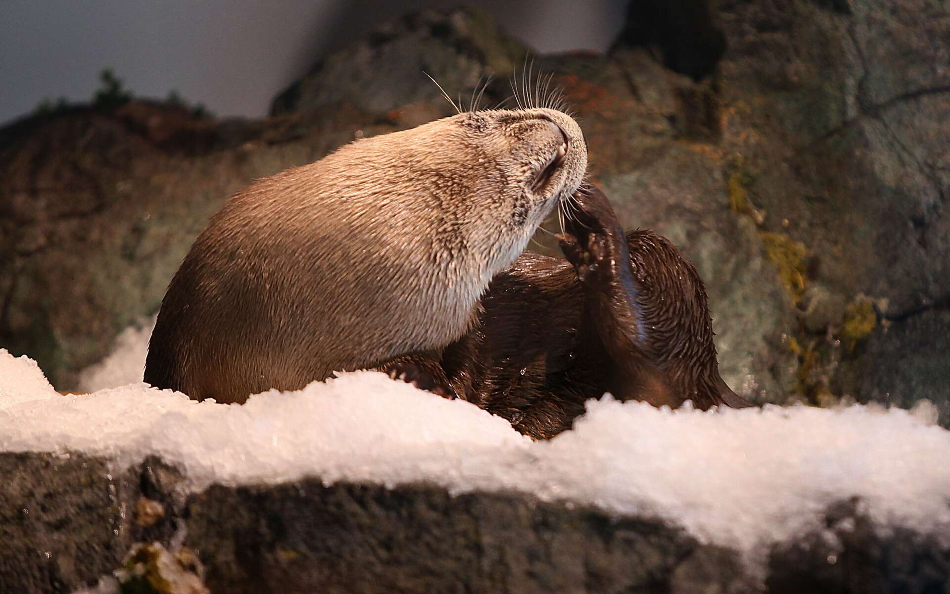 Otter Snow Day at the Aquarium of