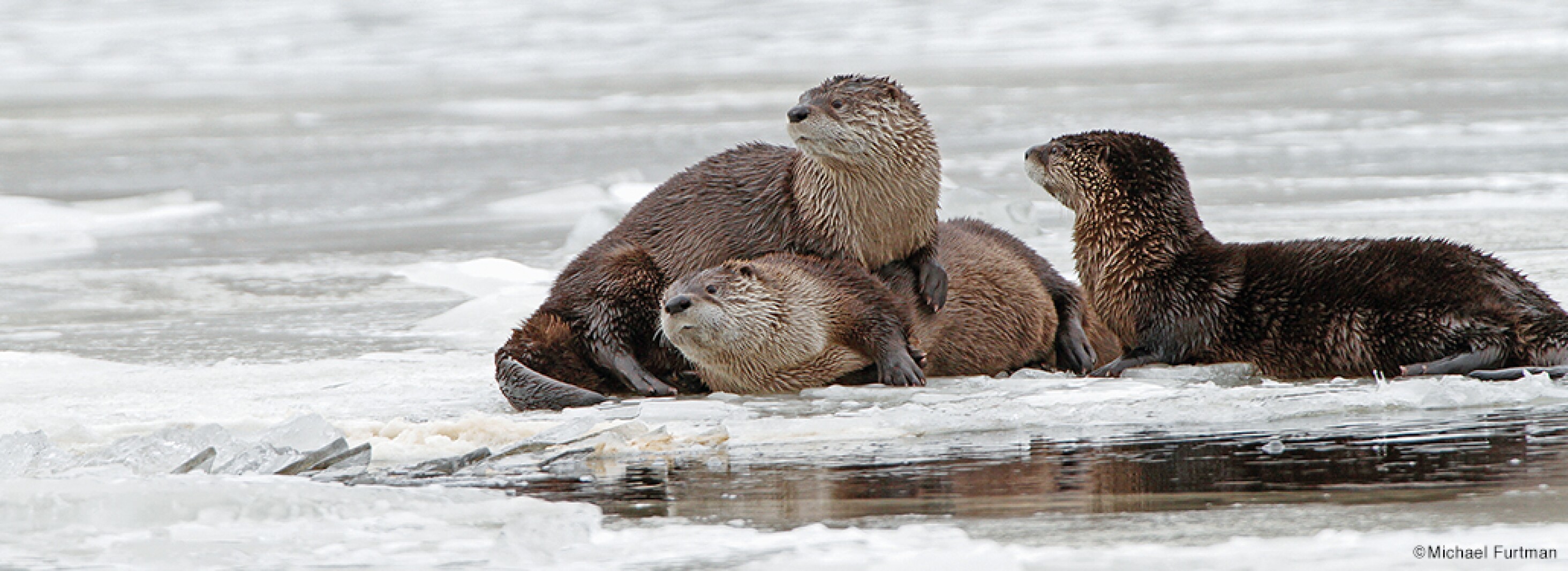 BLANE KLEMEK COLUMN: River otters: Living and playing in Minnesota Bemidji Pioneer is your source for news, weather, and sports around Bemidji and throughout Minnesota