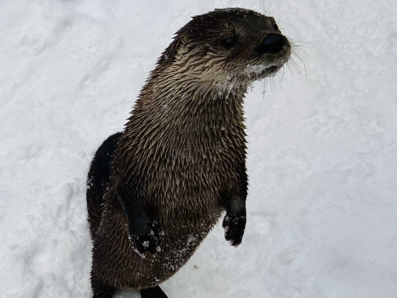 PHOTOS: Snow Day 2021