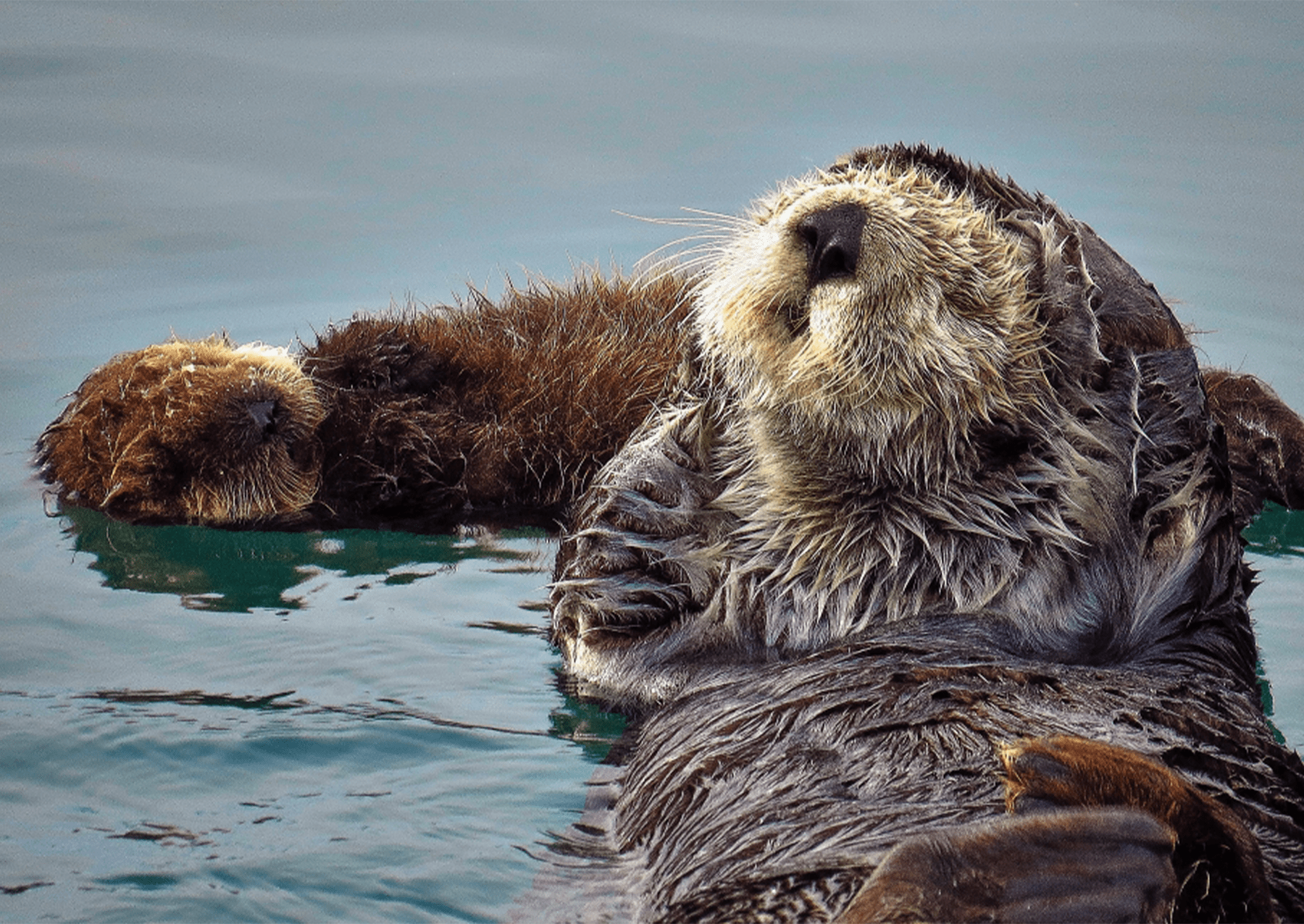 fun photo to celebrate Sea Otter Awareness week