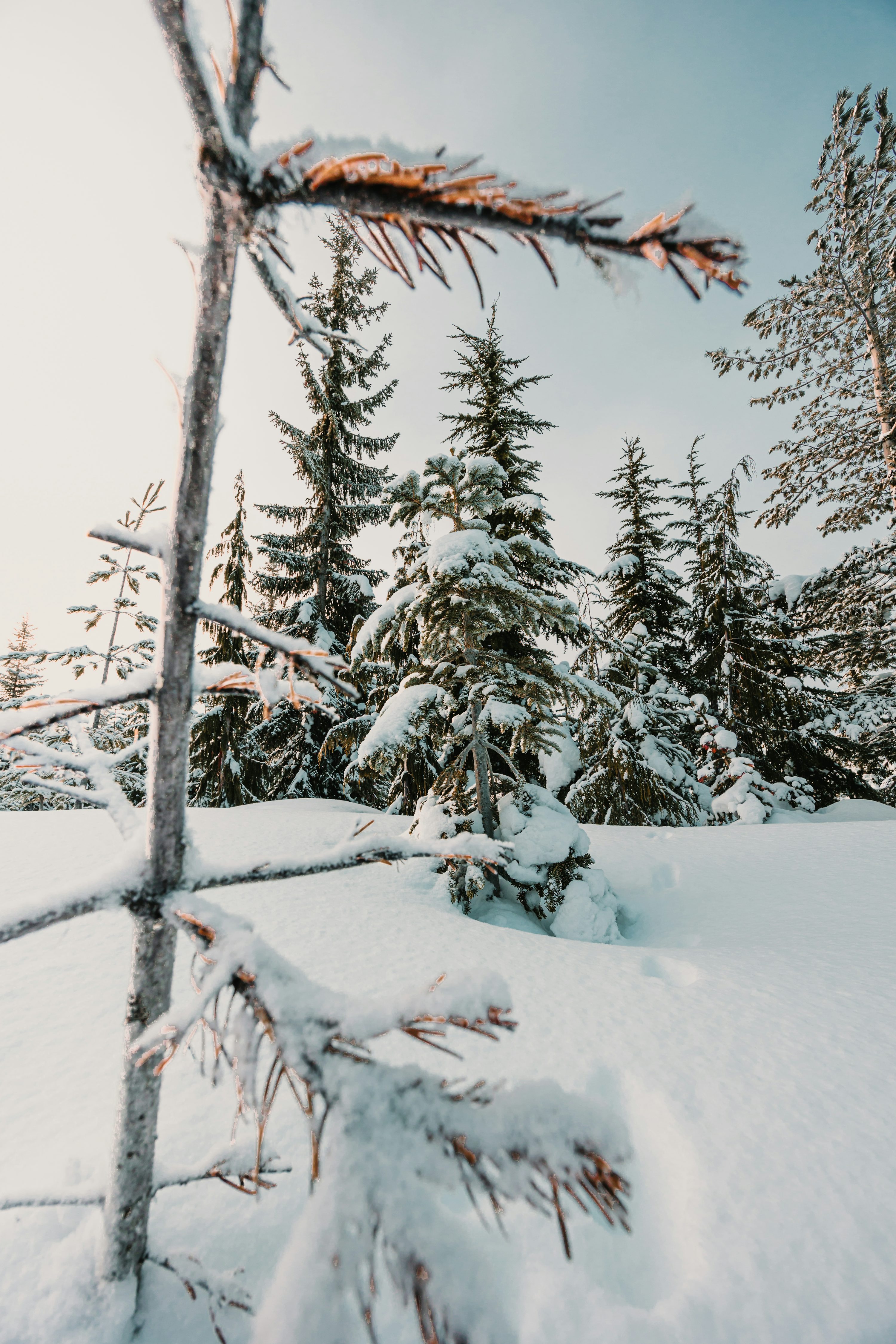 Winter Aesthetic Pine Wallpapers - Wallpaper Cave