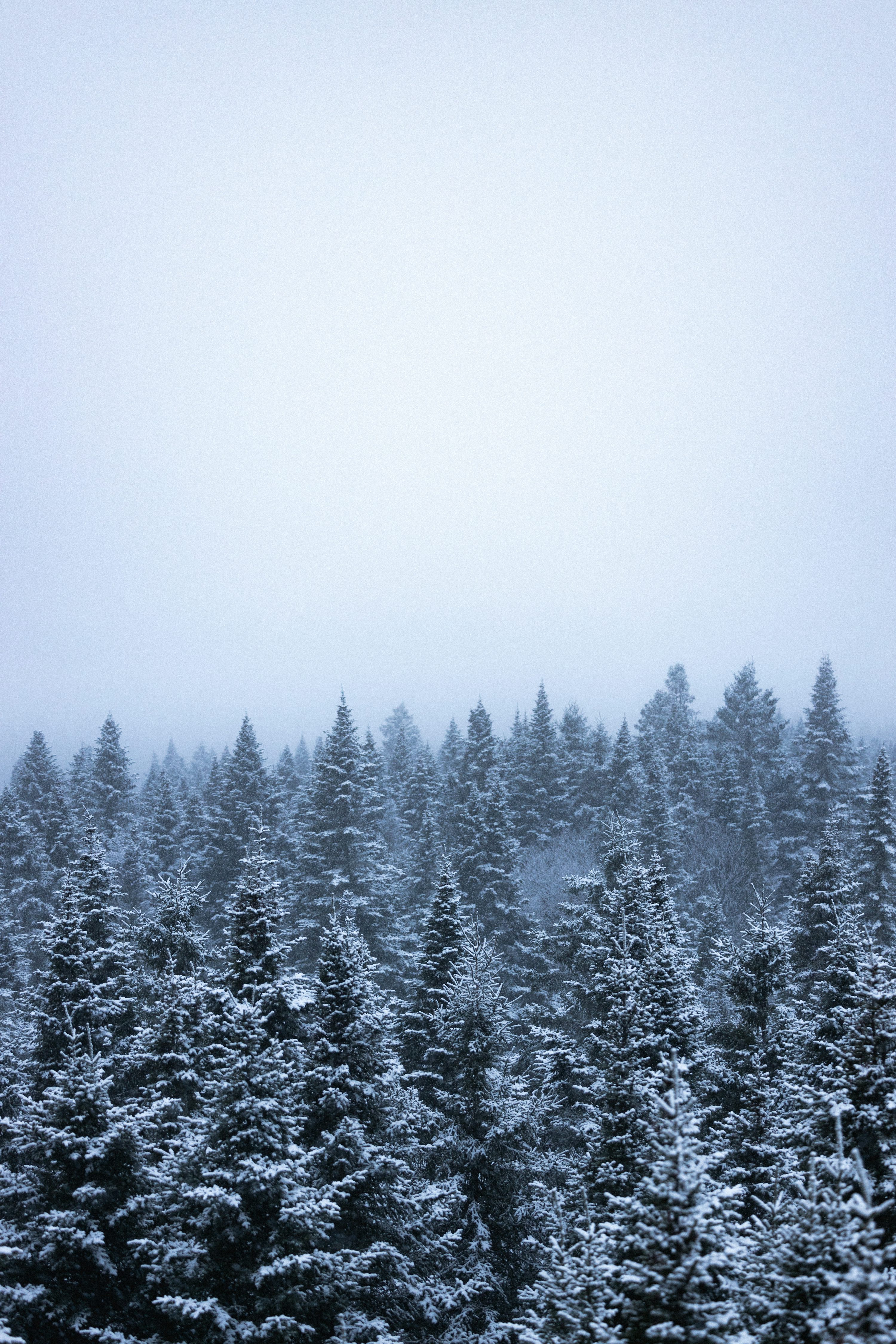 Winter Aesthetic Pine Wallpapers - Wallpaper Cave