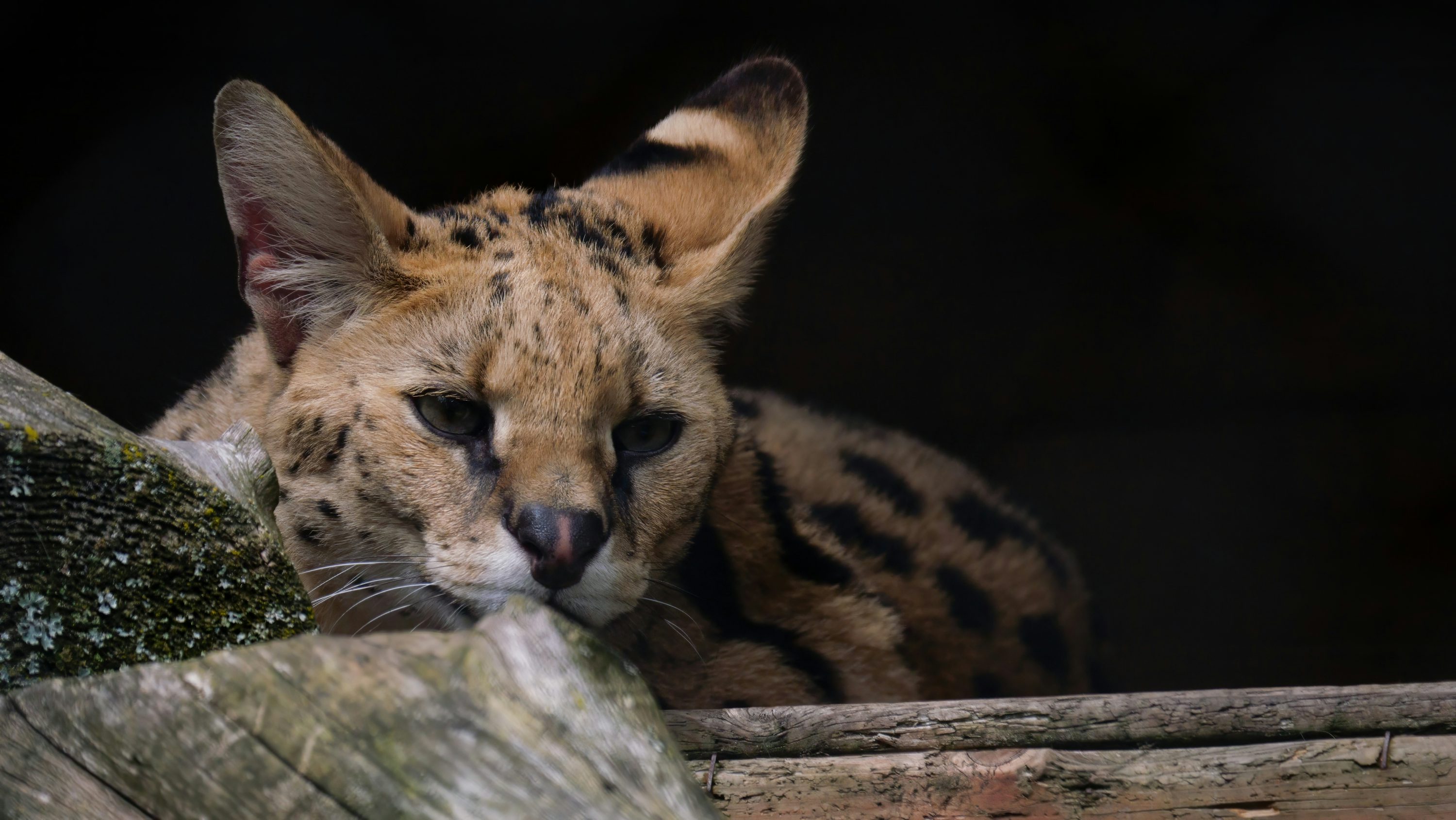 Serval Picture. Download Free Image