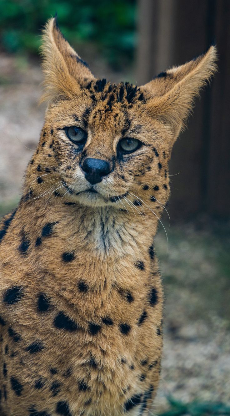 A serval cat