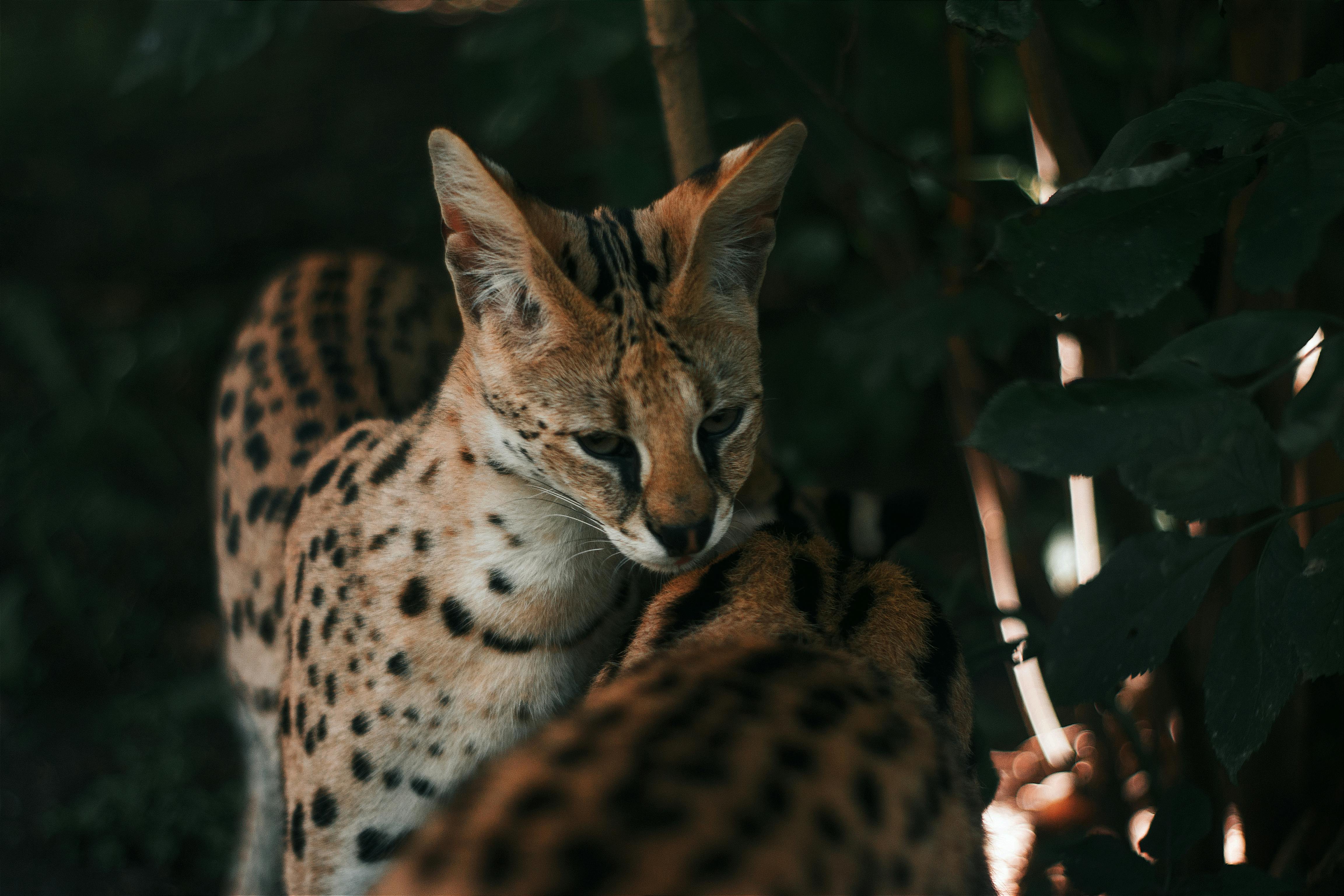 Serval Photo, Download The BEST Free Serval & HD Image