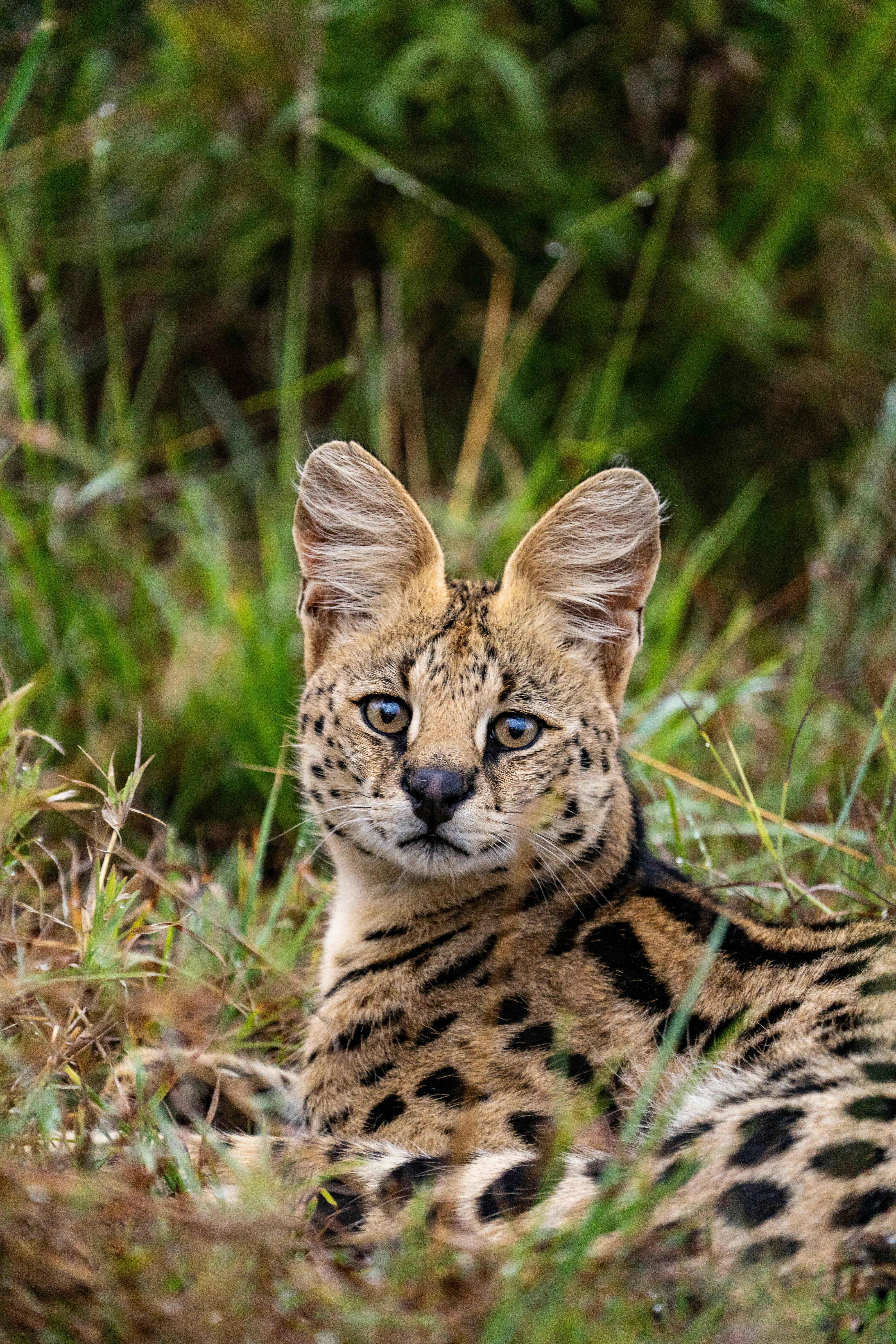 Savannah Cat Photo, Download The BEST Free Savannah Cat & HD Image