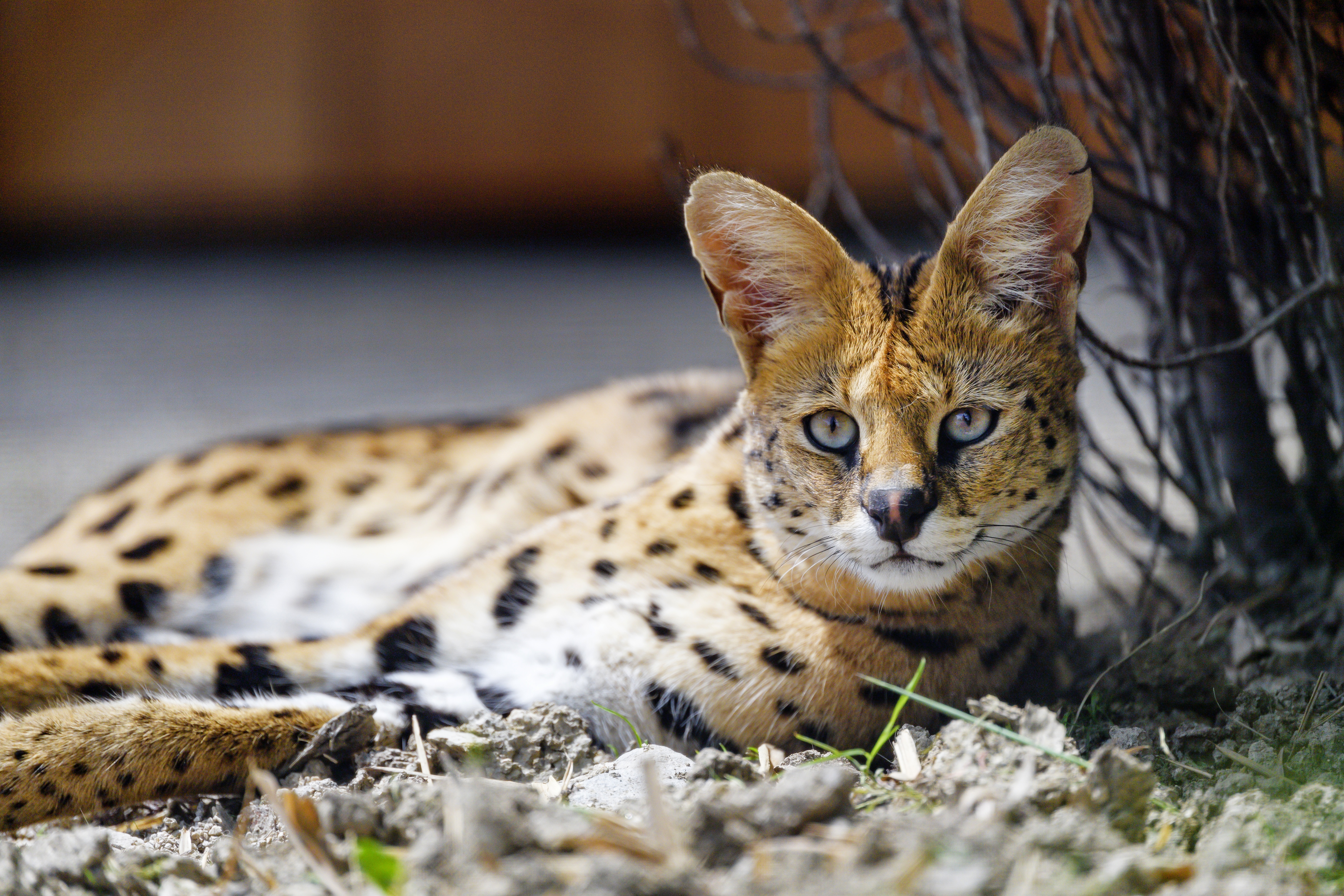 Download Animal Serval 4k Ultra HD Wallpaper
