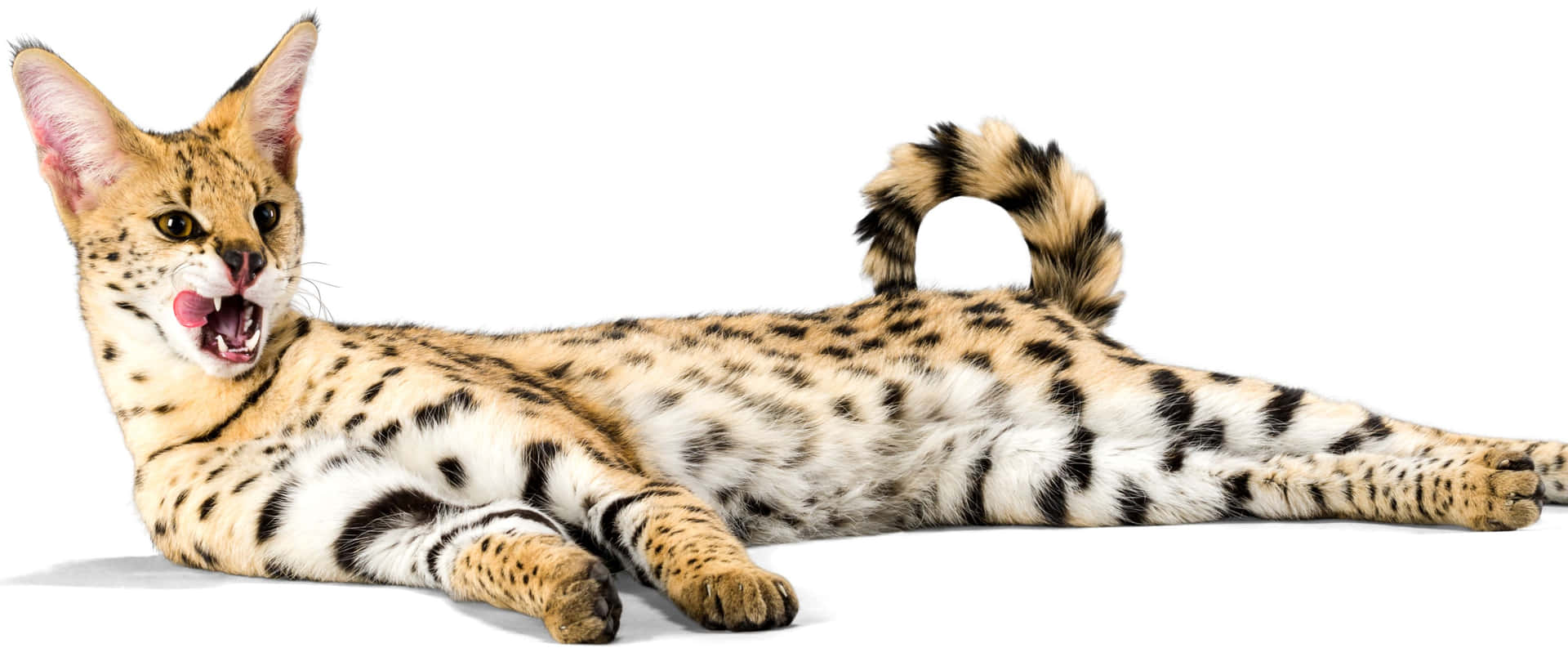 Download 3440x1440 Animal Spotty Serval Cat Wallpaper