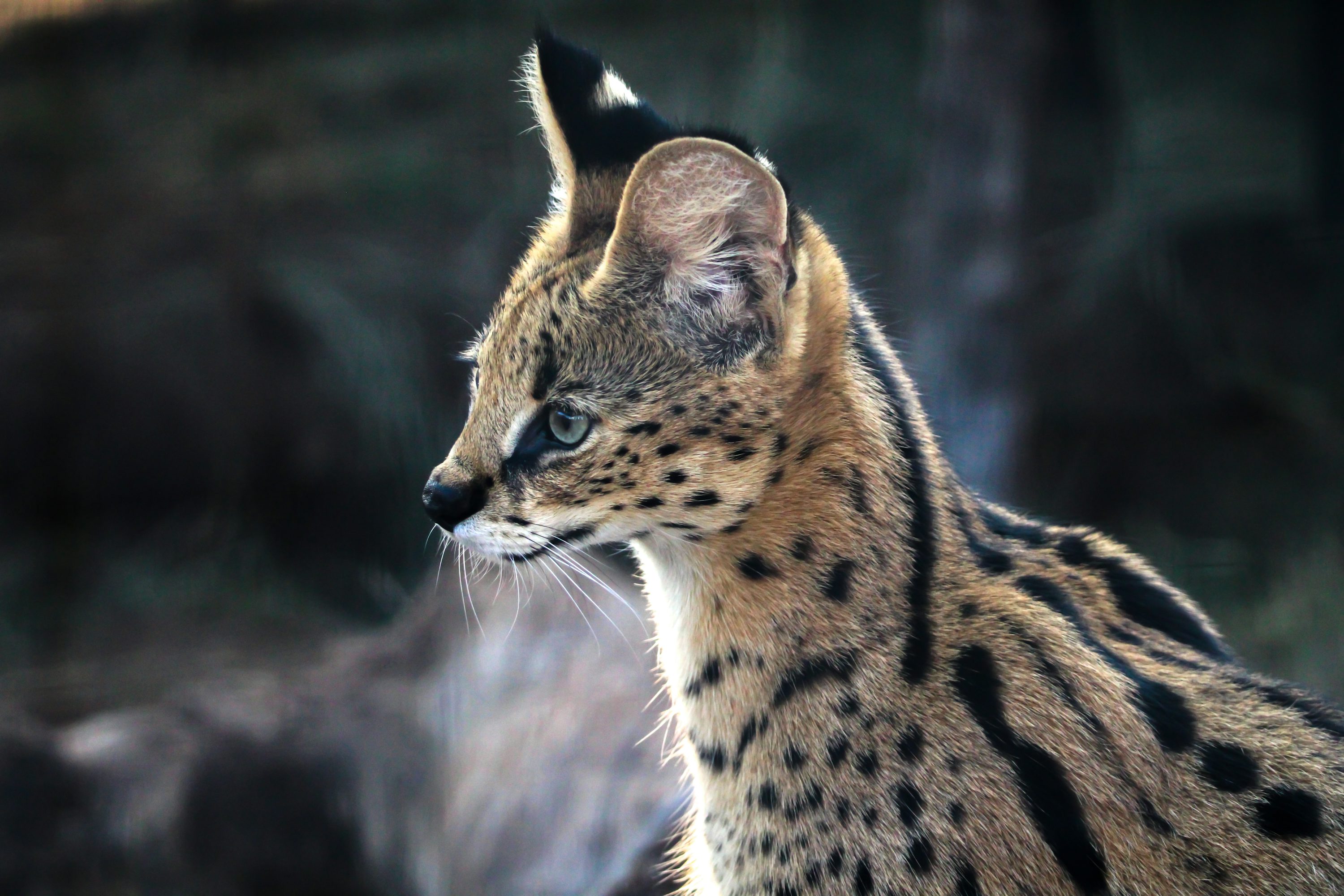 A serval cat gazes into the distance. photo