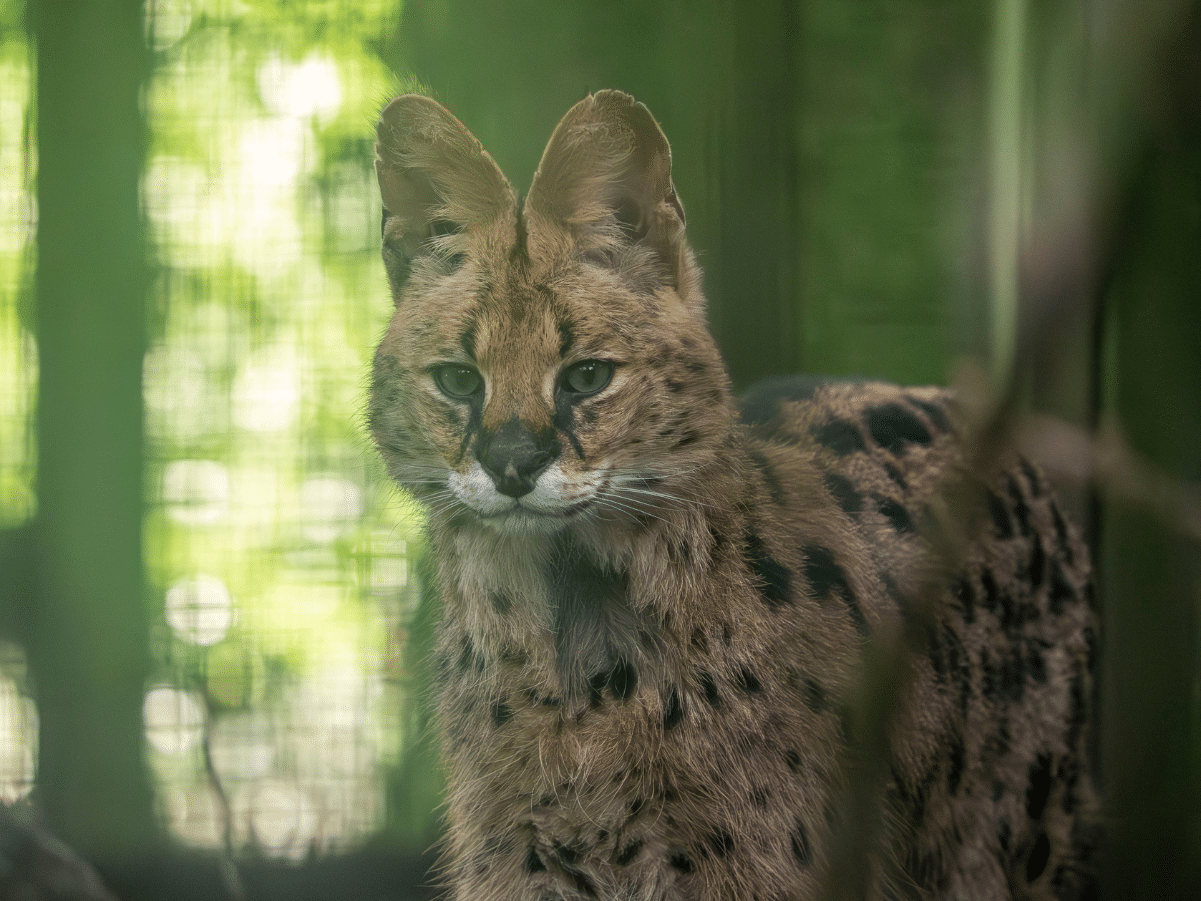 Serval cat 'Churchill' rescued and rehomed at Dartmoor Zoo, after Cat Survival Trust conviction
