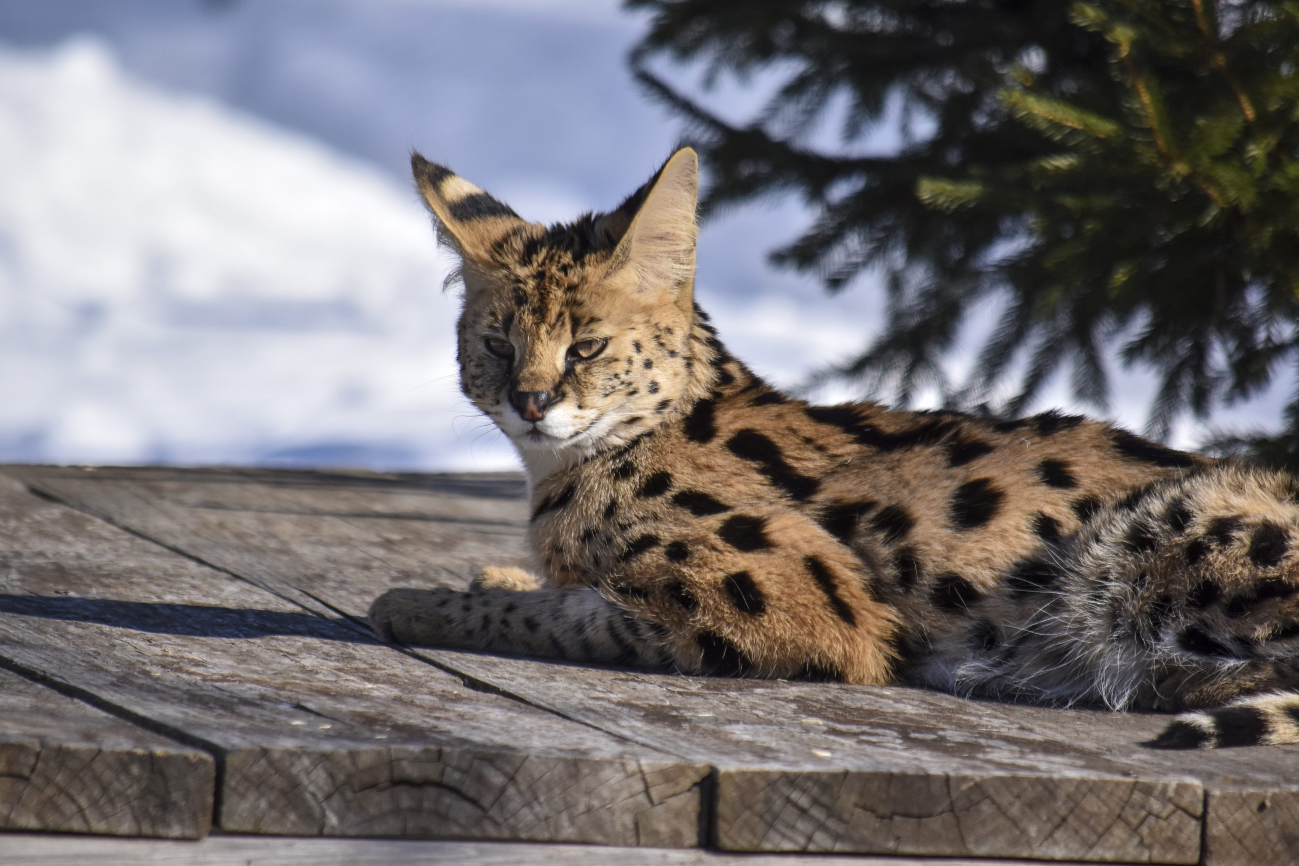 Bruno, starving and severely injured, rescued by The Wildcat Sanctuary