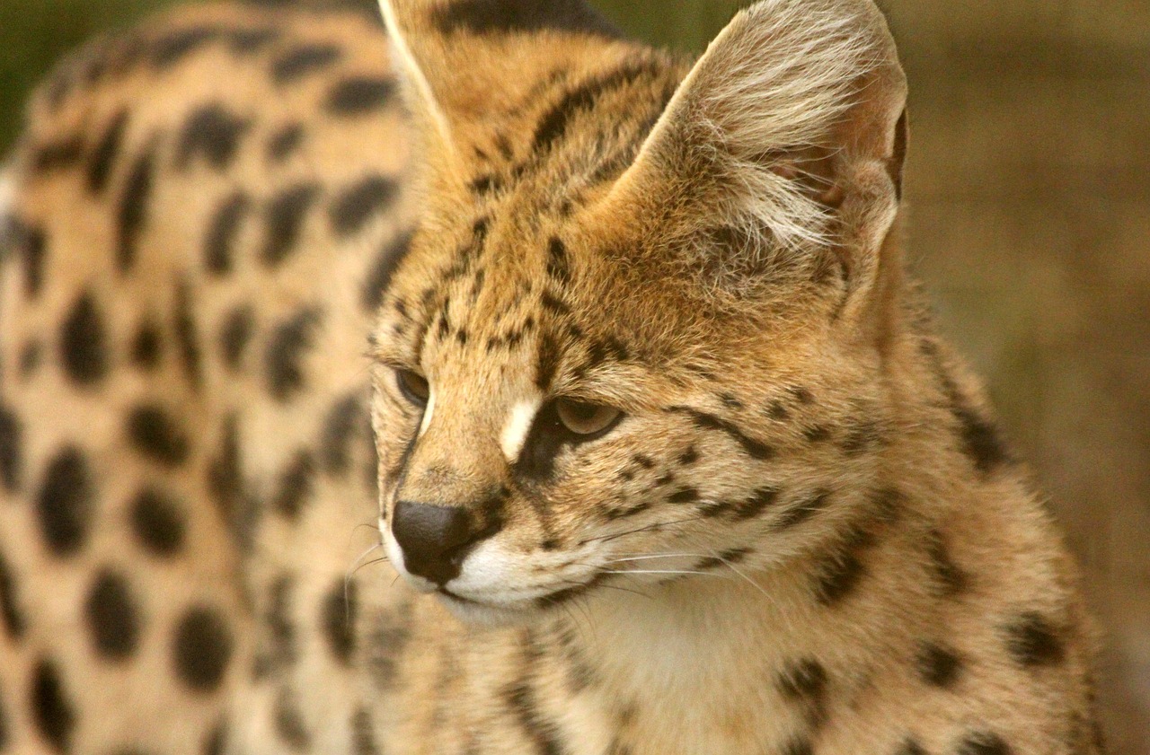 Free Serval Cat & Serval Image