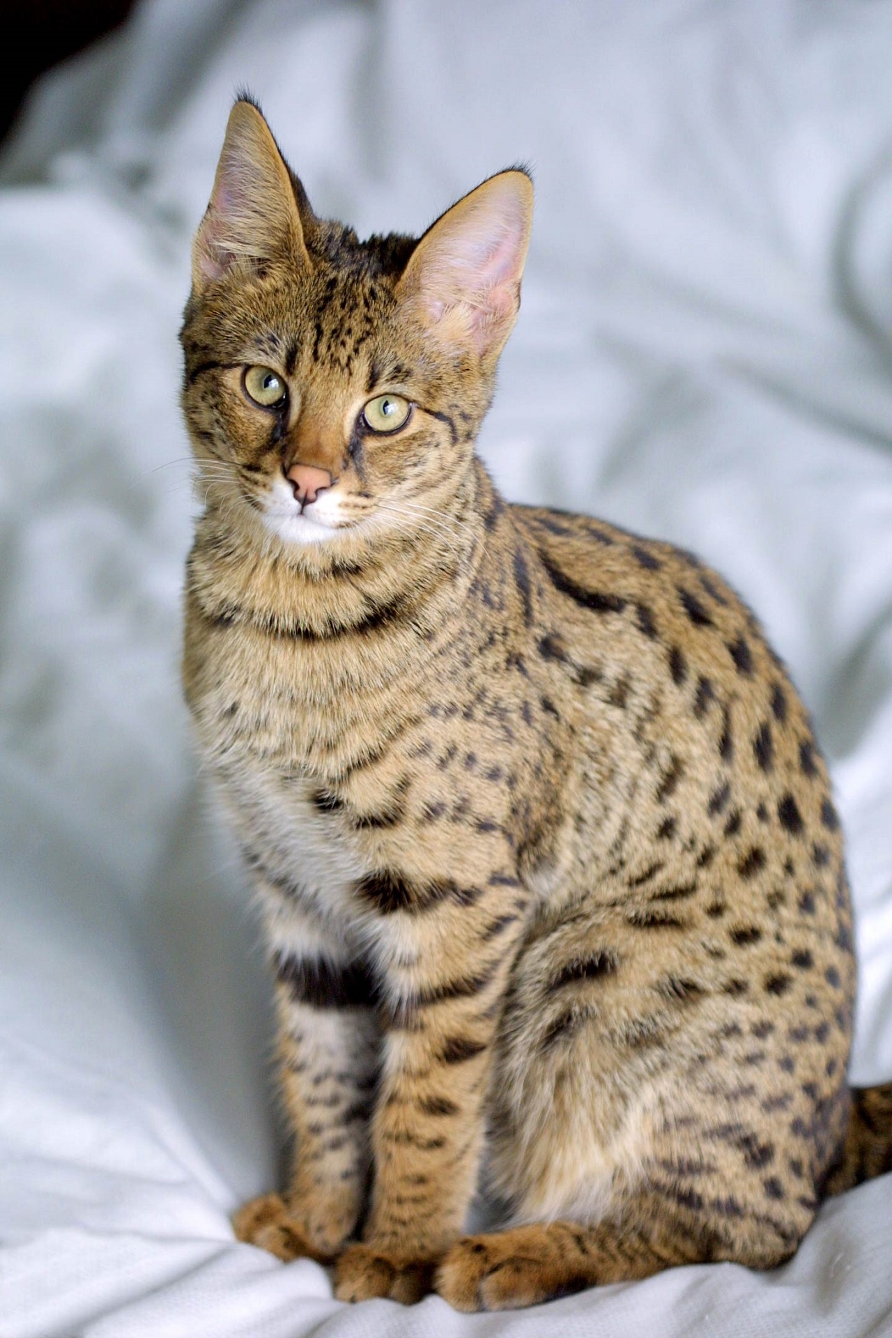 Serval Mix Cat Serval Hybrid Cat Serval High Breed Cats Serval Mix Cat Savannah