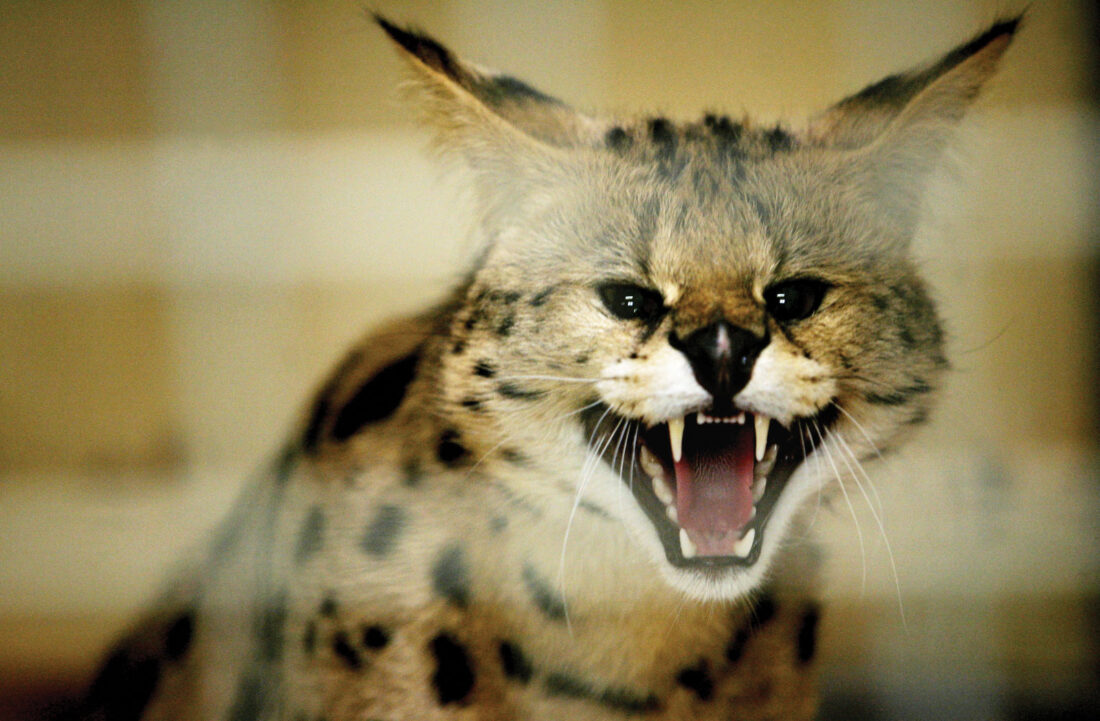 Serval cat caught in Warren Township. News, Sports, Jobs