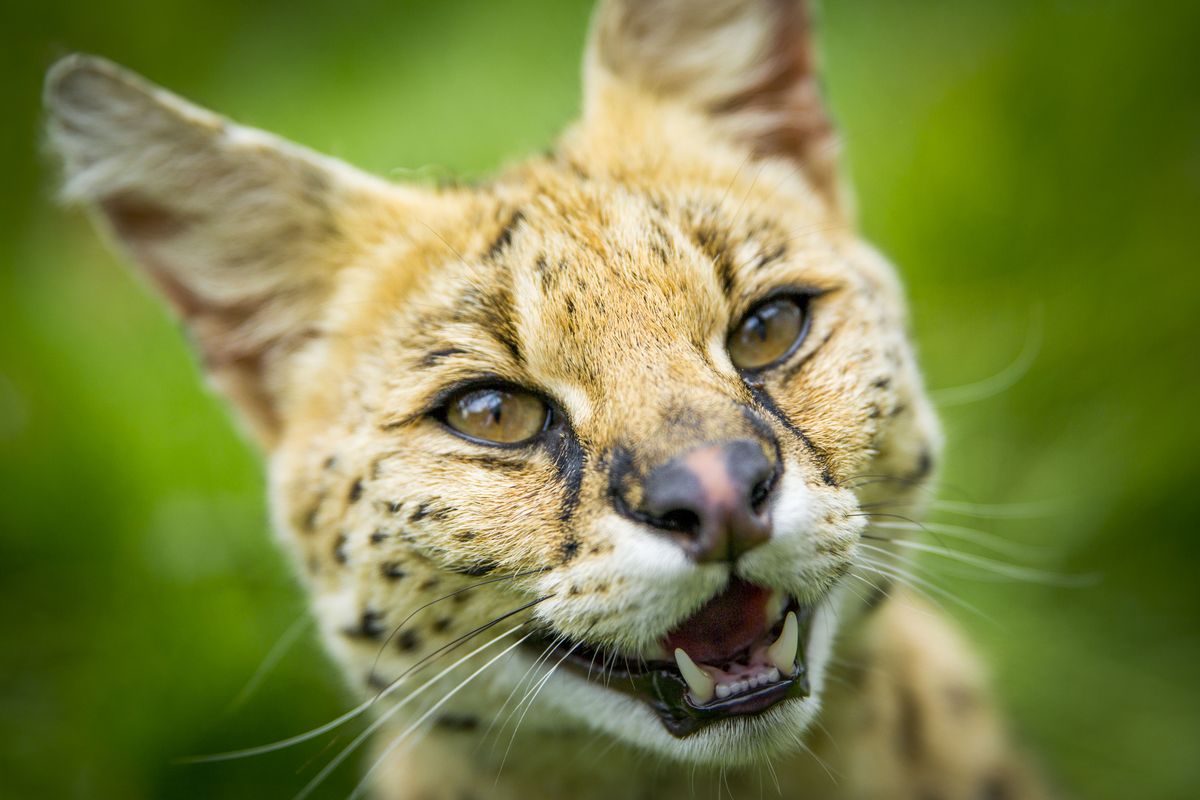 Meet the Rare and Fabulous Felines of 'Super Cats' (Photos)