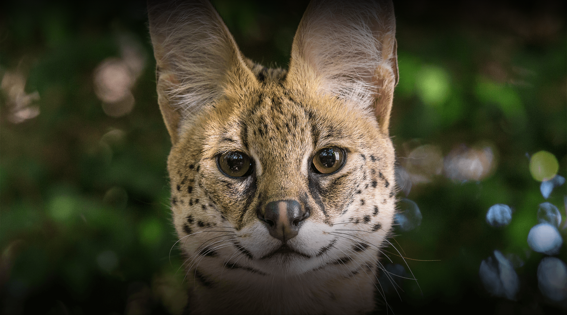 Serval. San Diego Zoo