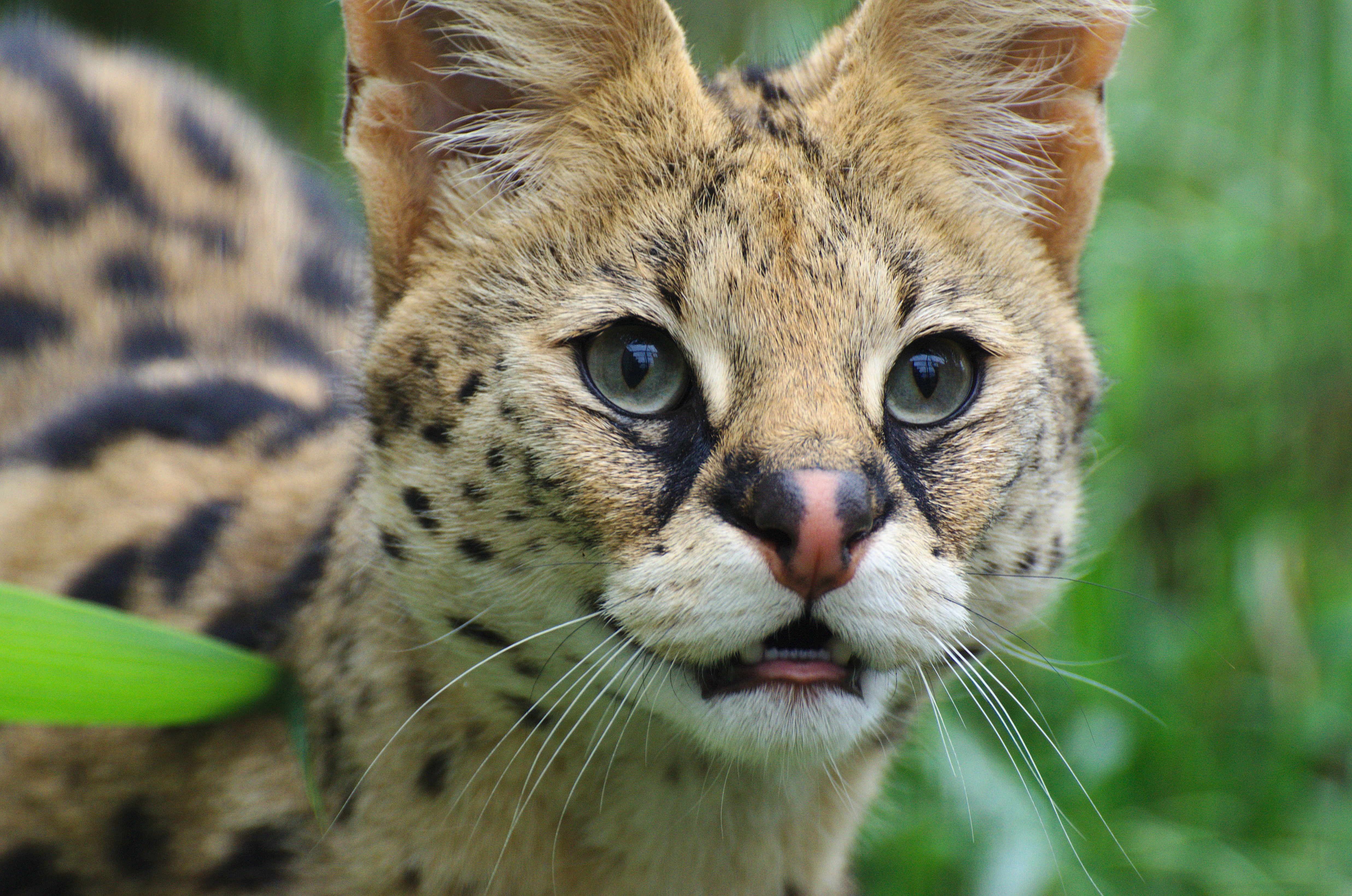 Wallpaper eyes, look, wild cat, Serval for mobile and desktop, section кошки, resolution 4946x3278