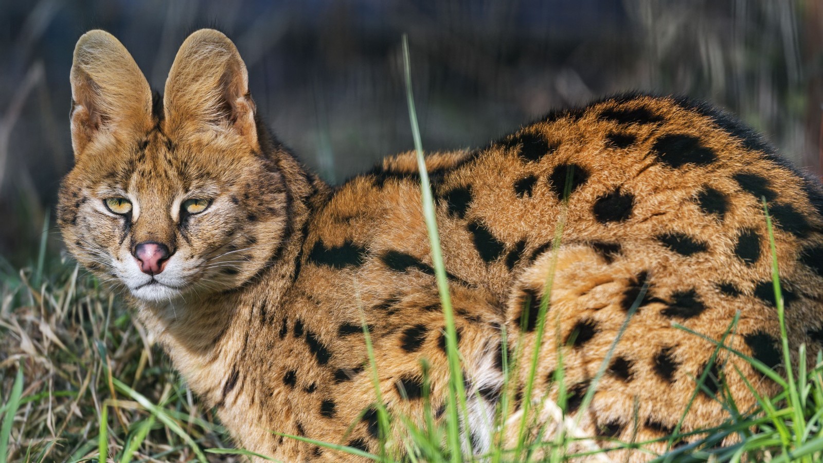 Serval Wild Cat Predator Animal Neko Ears Sitting On Grass In Blur Background 4K HD Animals Wallpaper