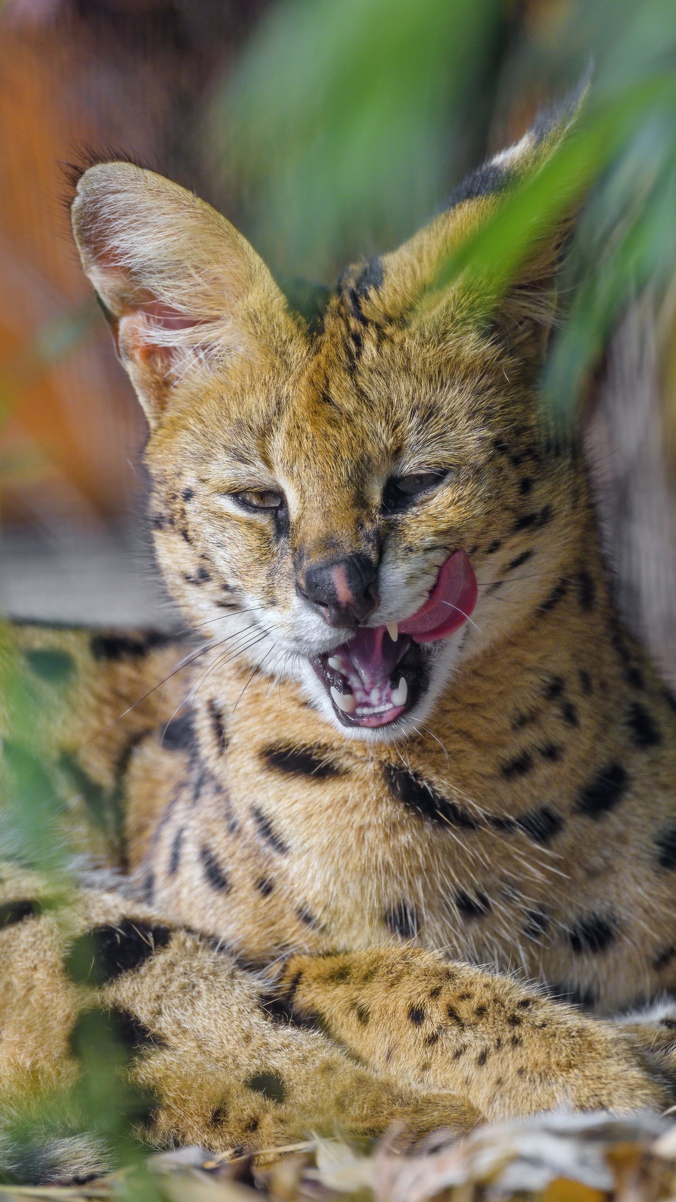 Download wallpaper 1350x2400 serval, animal, big cat, tongue, fangs iphone 8+/7+/6s+/for parallax HD background