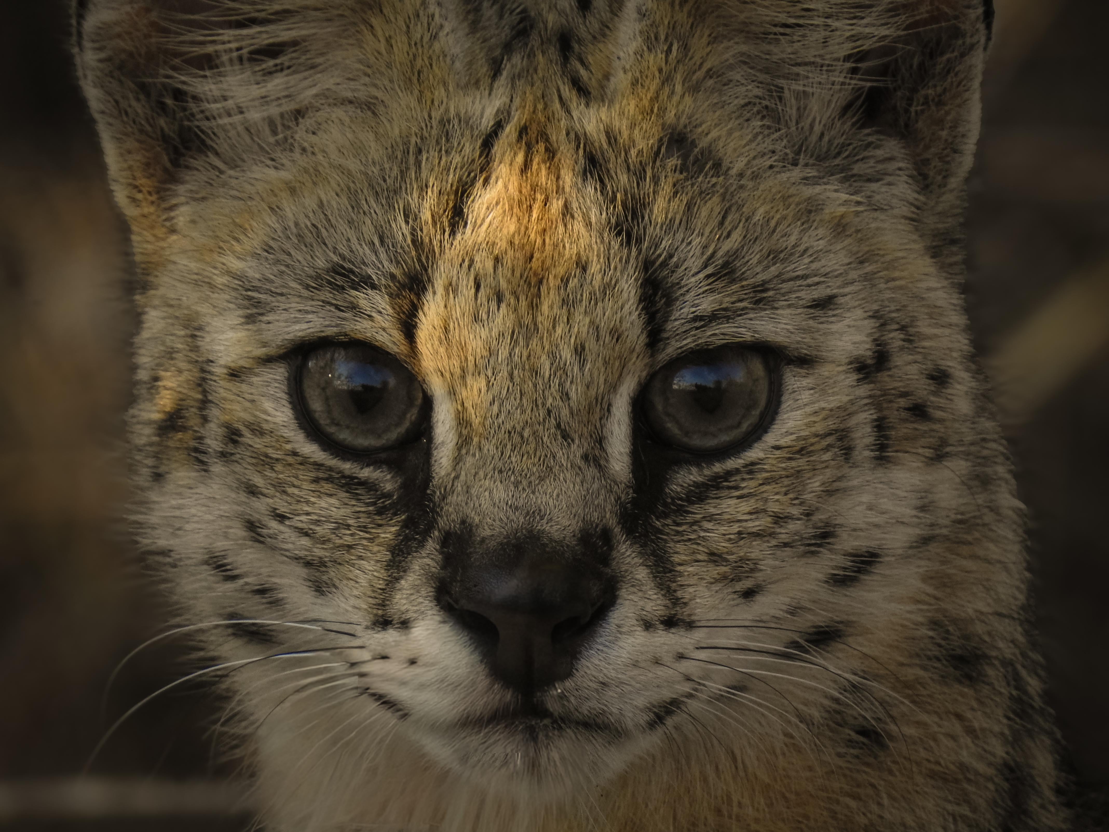 Serval Cat closeup National Park