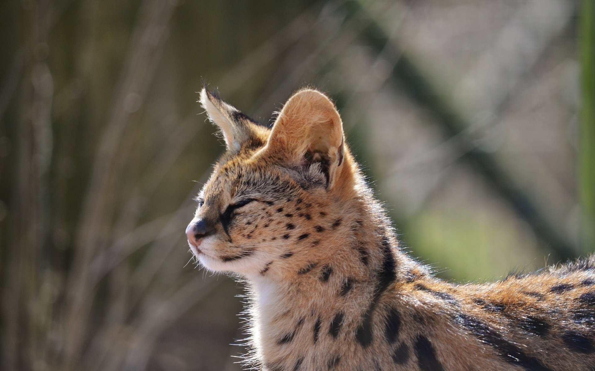 Download Animal Serval HD Wallpaper