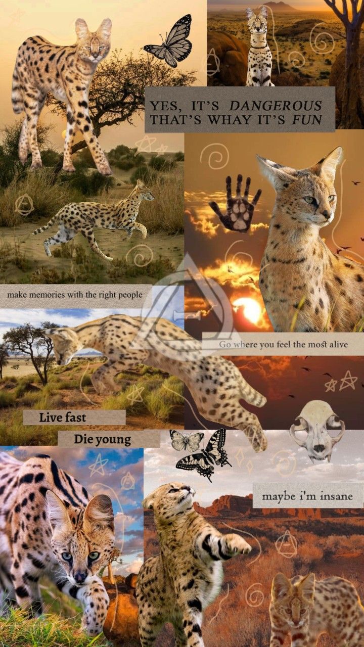 aesthetic therian serval wallpaper