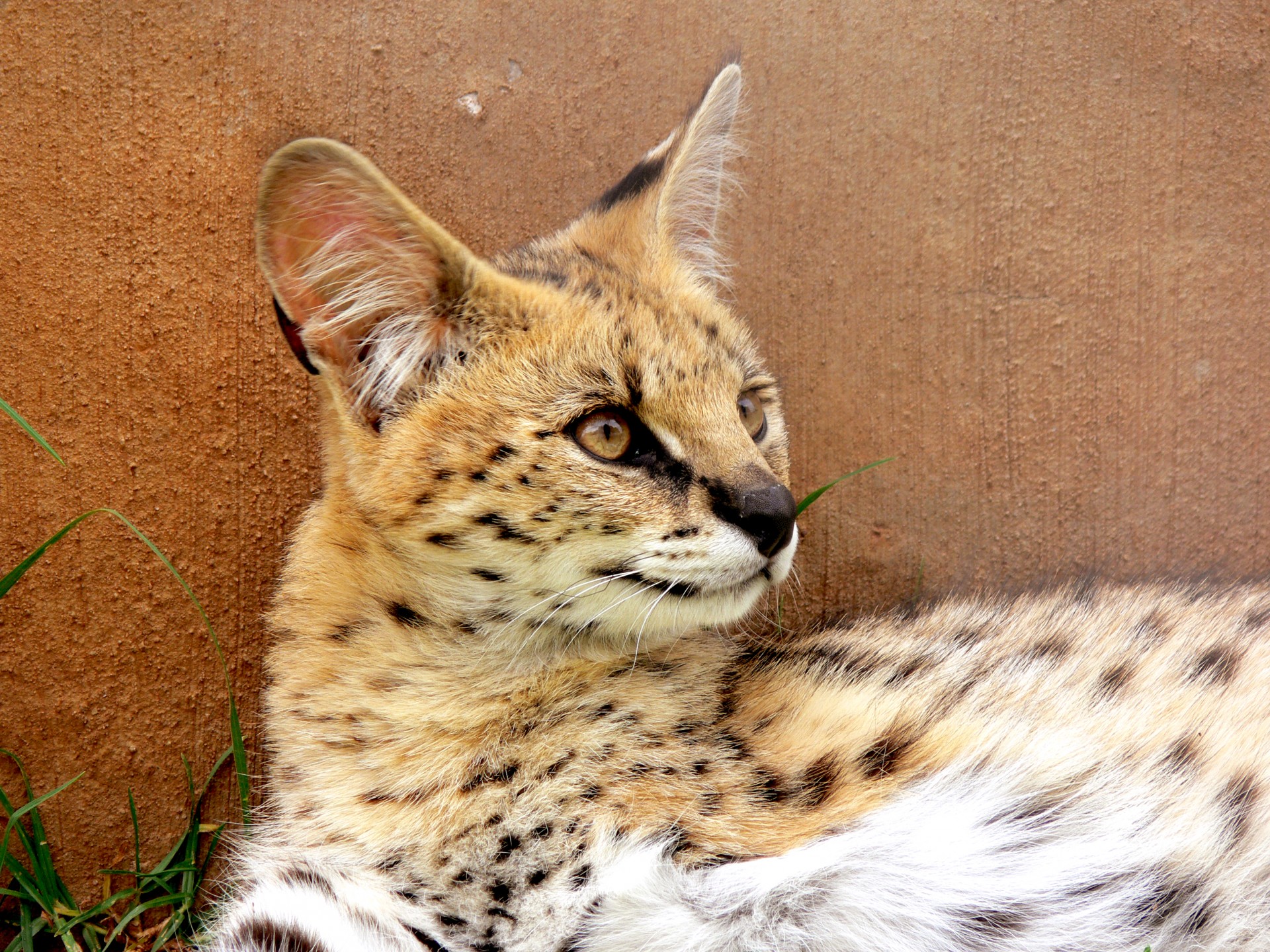 Download free photo of Serval, profile, feline, cat, wild animal