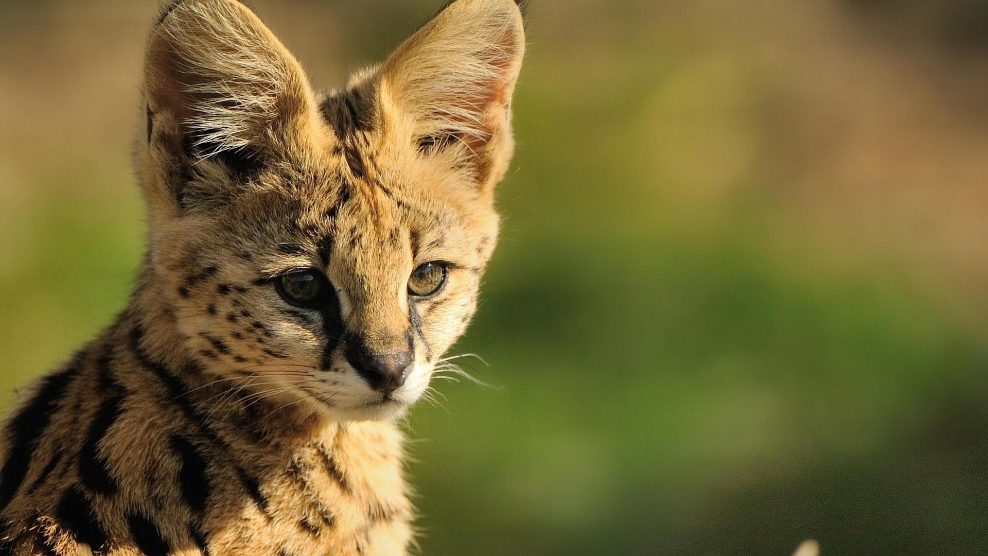 Serval