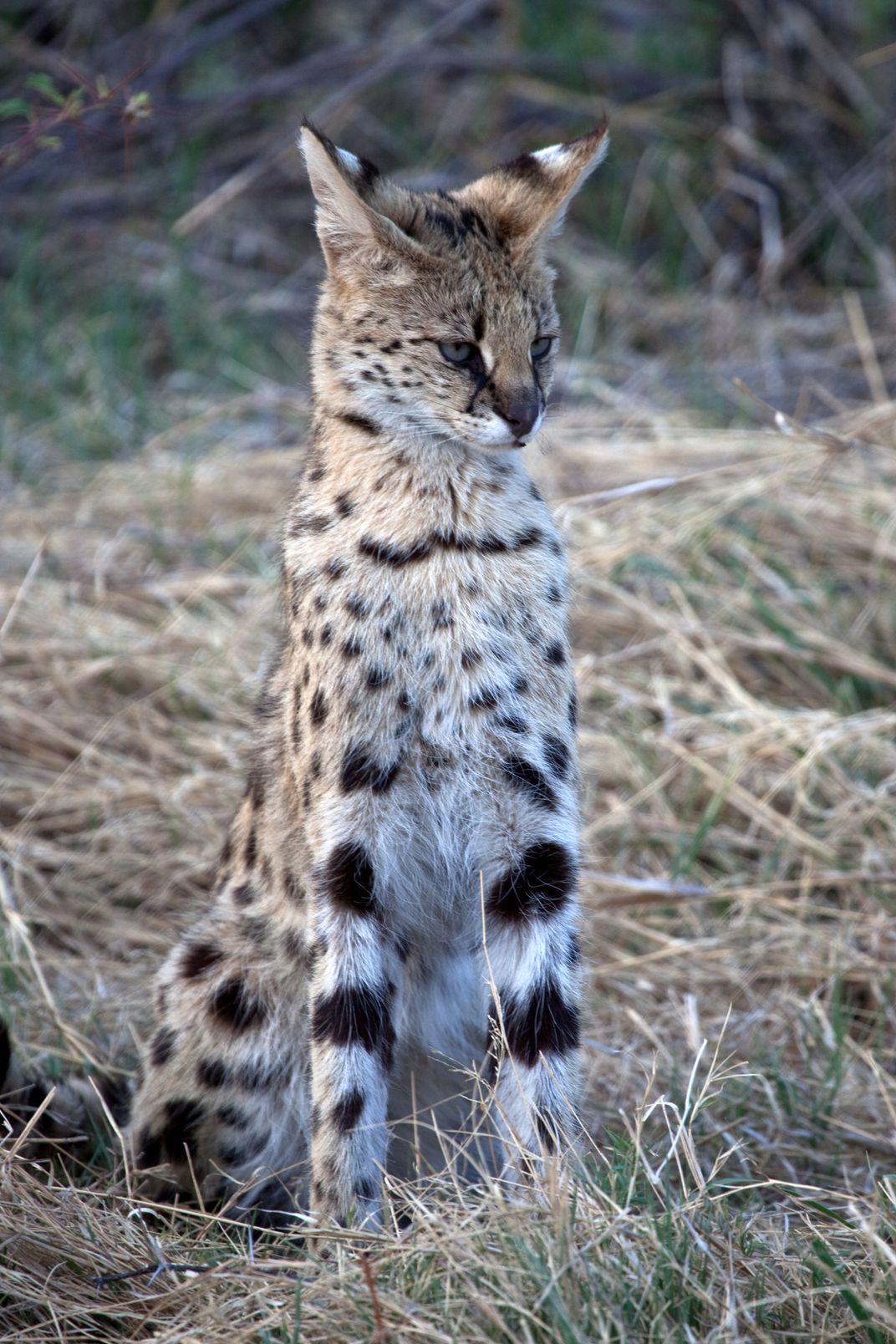 Serval cat looking for prey, Botswana Africa. Smithsonian Photo Contest